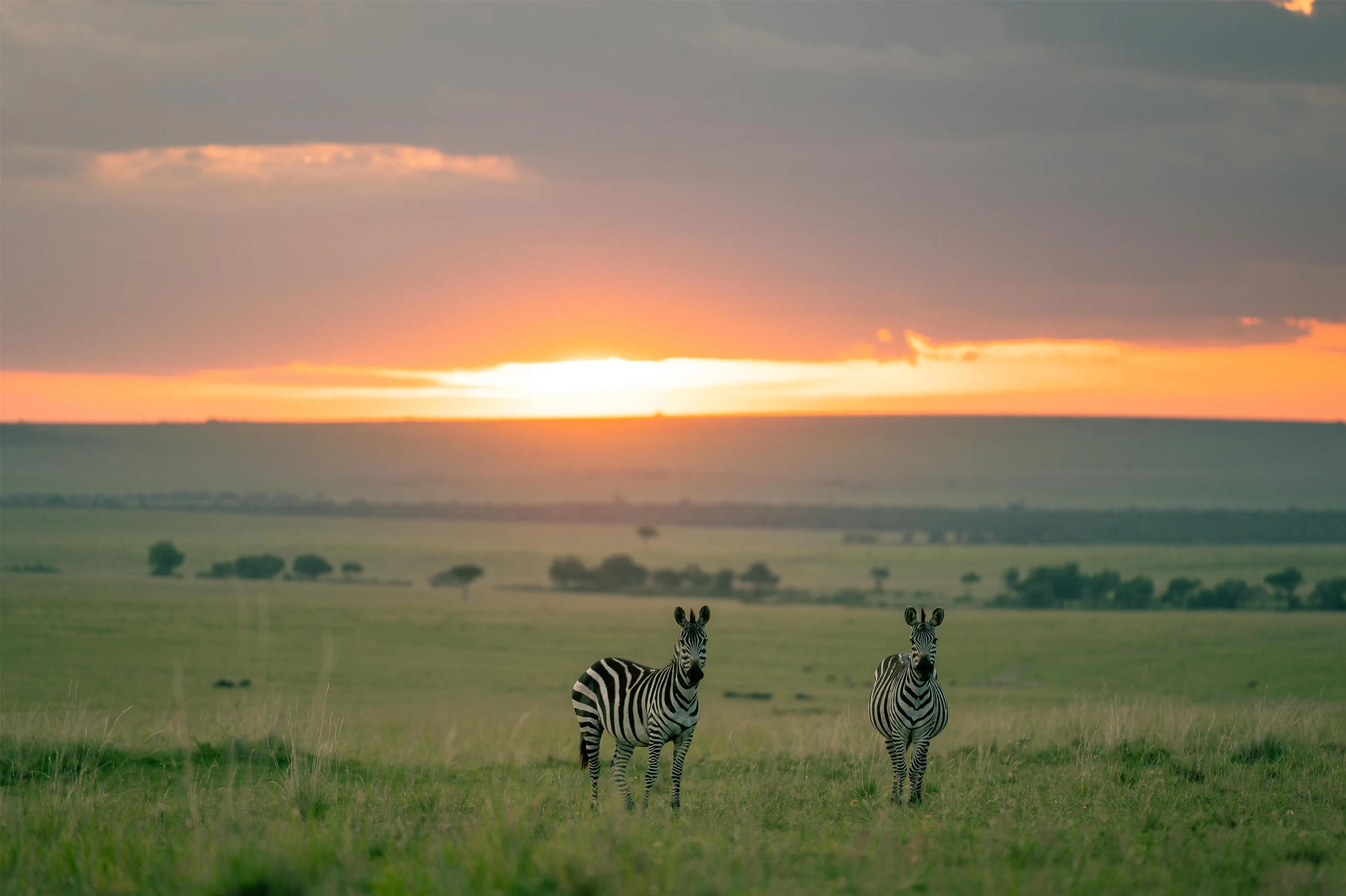 Two zebra at sunset