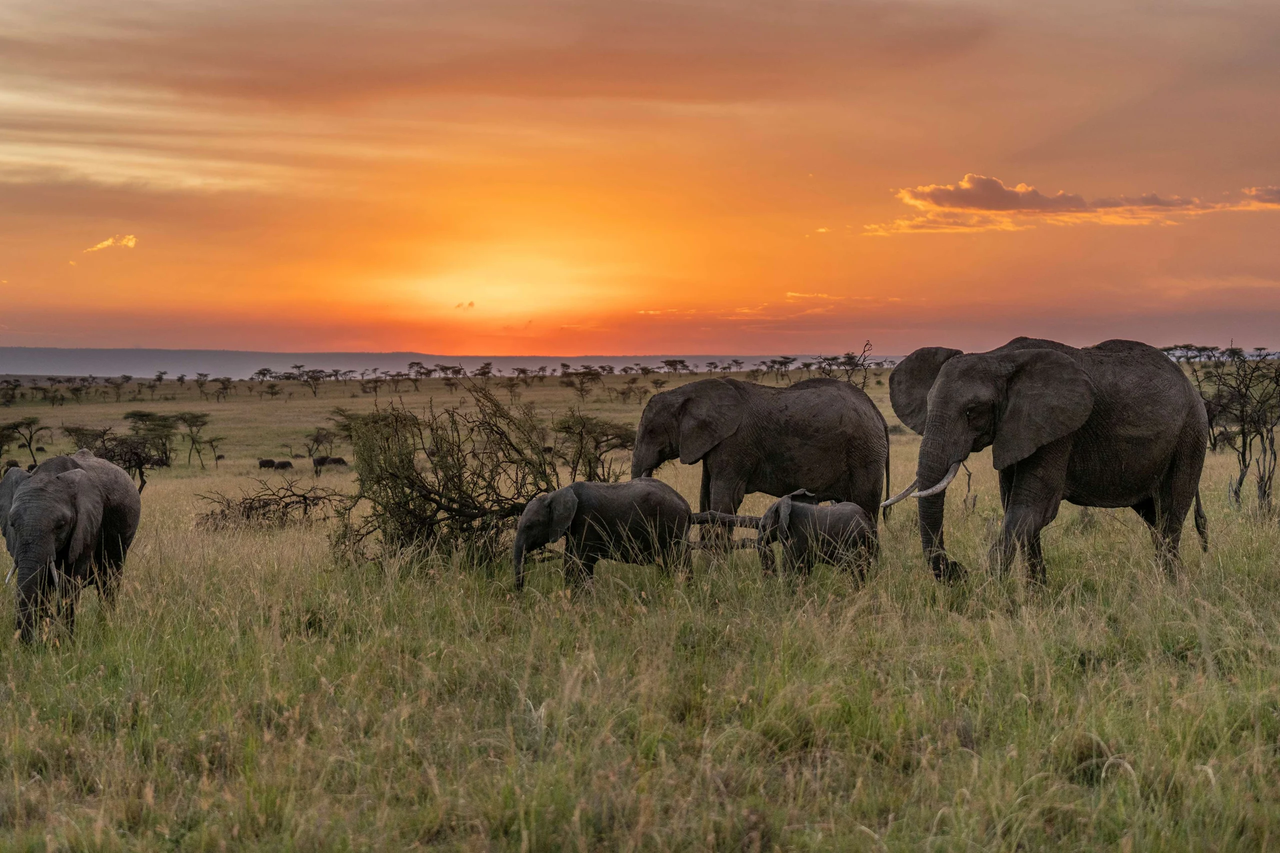 Elephants at sunset