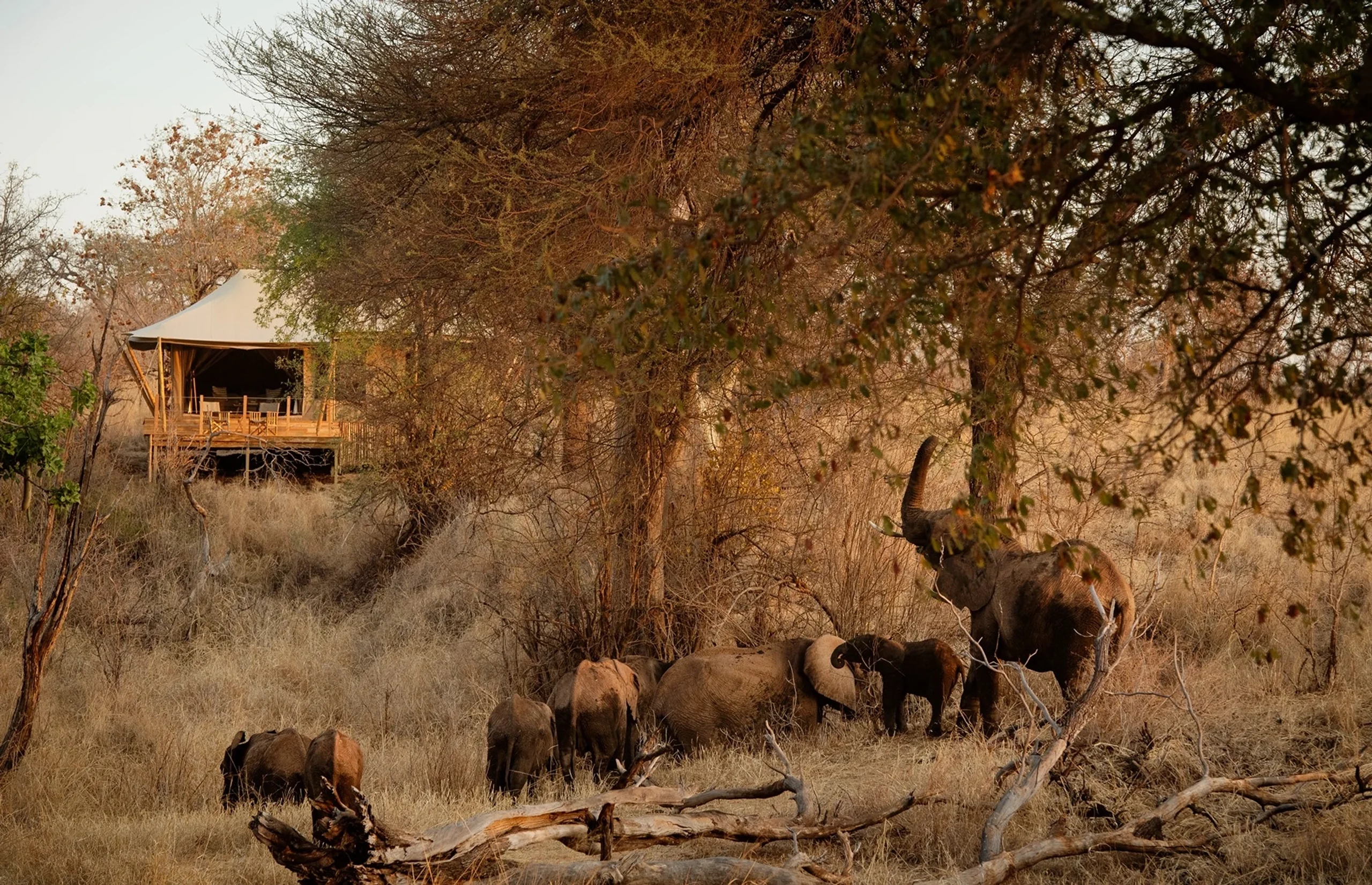 A guest tent on the hillside with elephant passing below