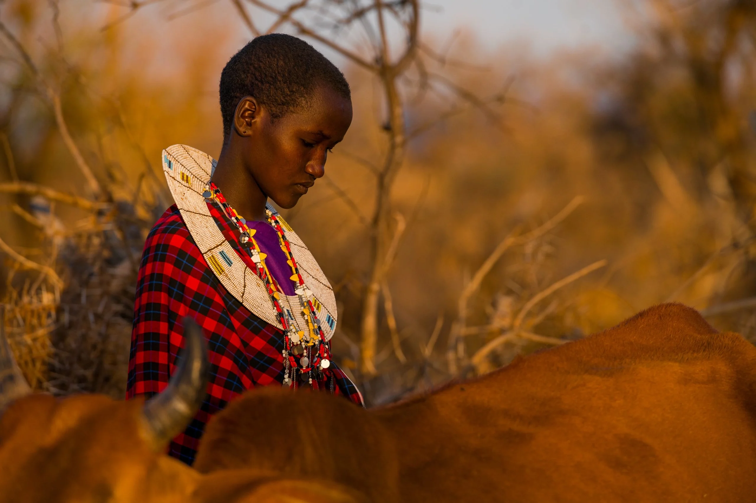 A Maasai woman in beaded jewellery in the evening light