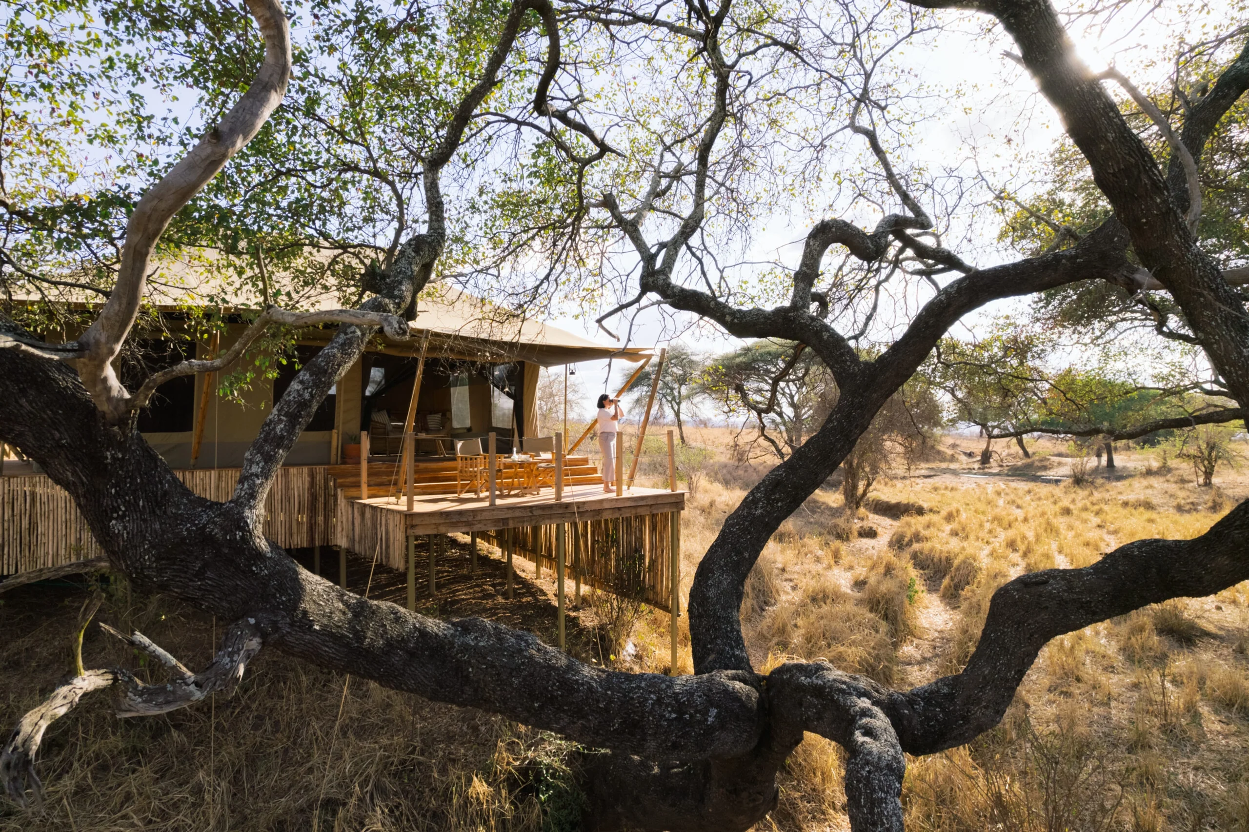 A guest tent seen through the branches of a tree