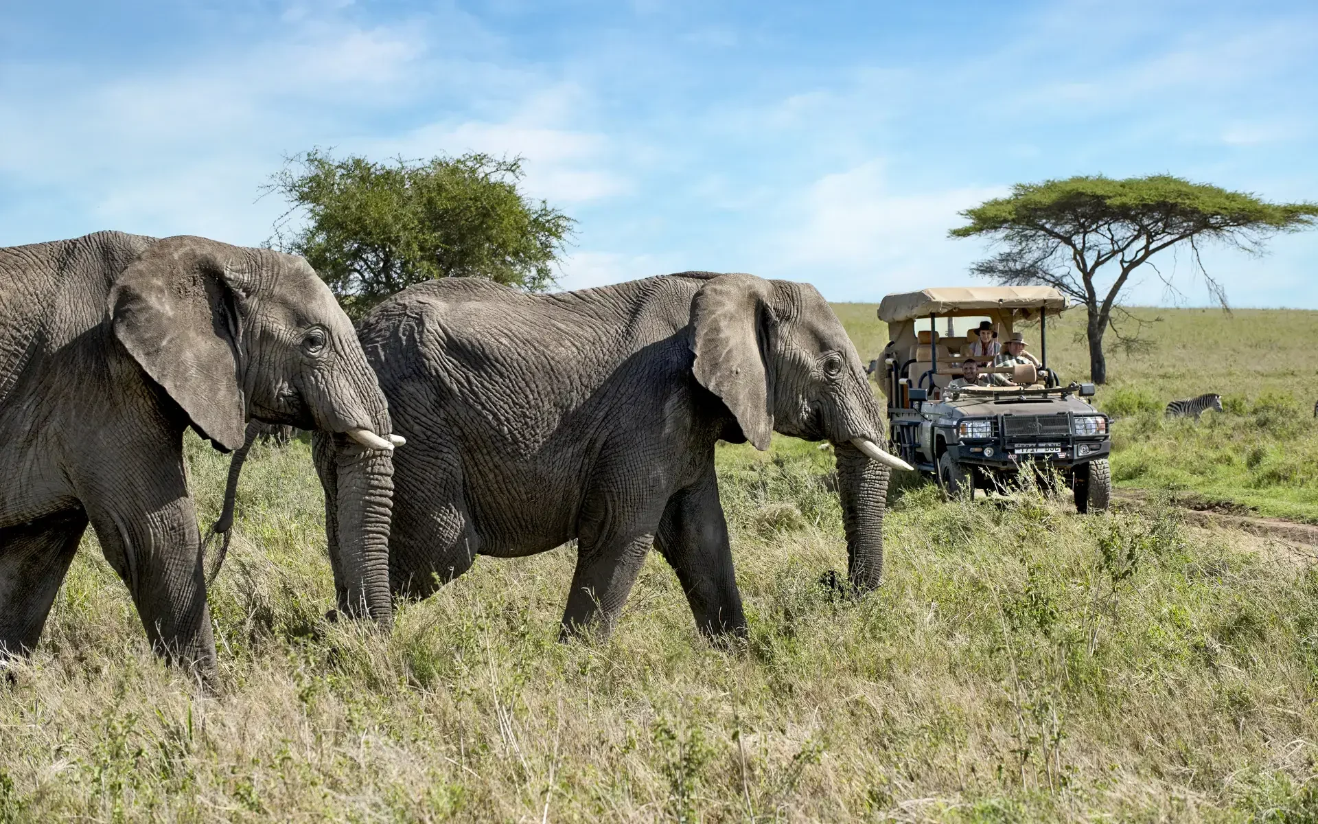 Elephant walking past a safari vehicle