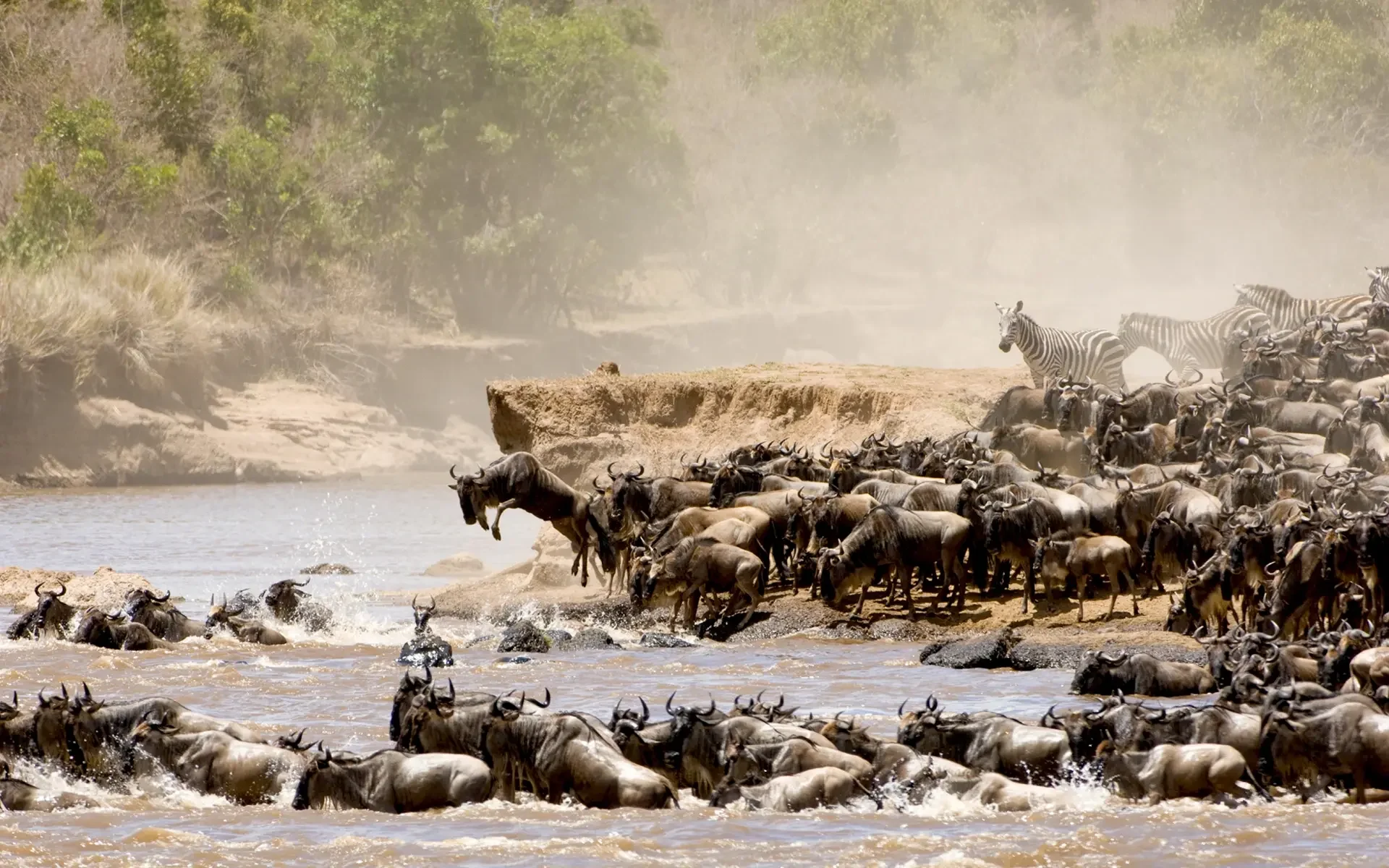 Wildebeest crossing the Mara River