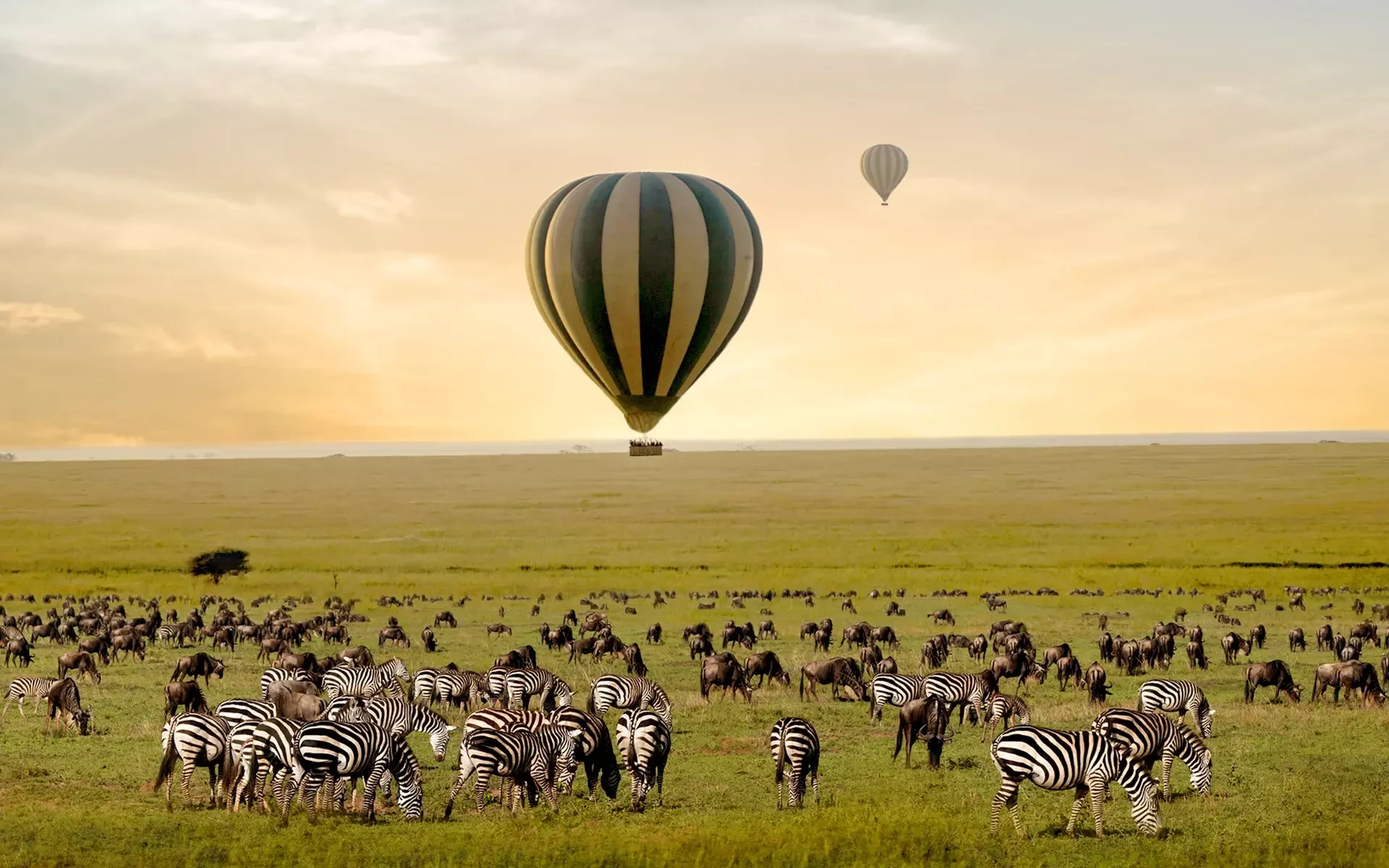 Balloons over zebra and wildebeest on the plains