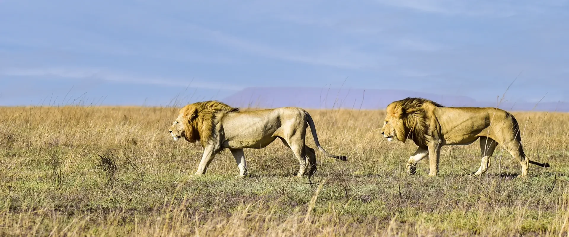 Two male lion walking across the plains