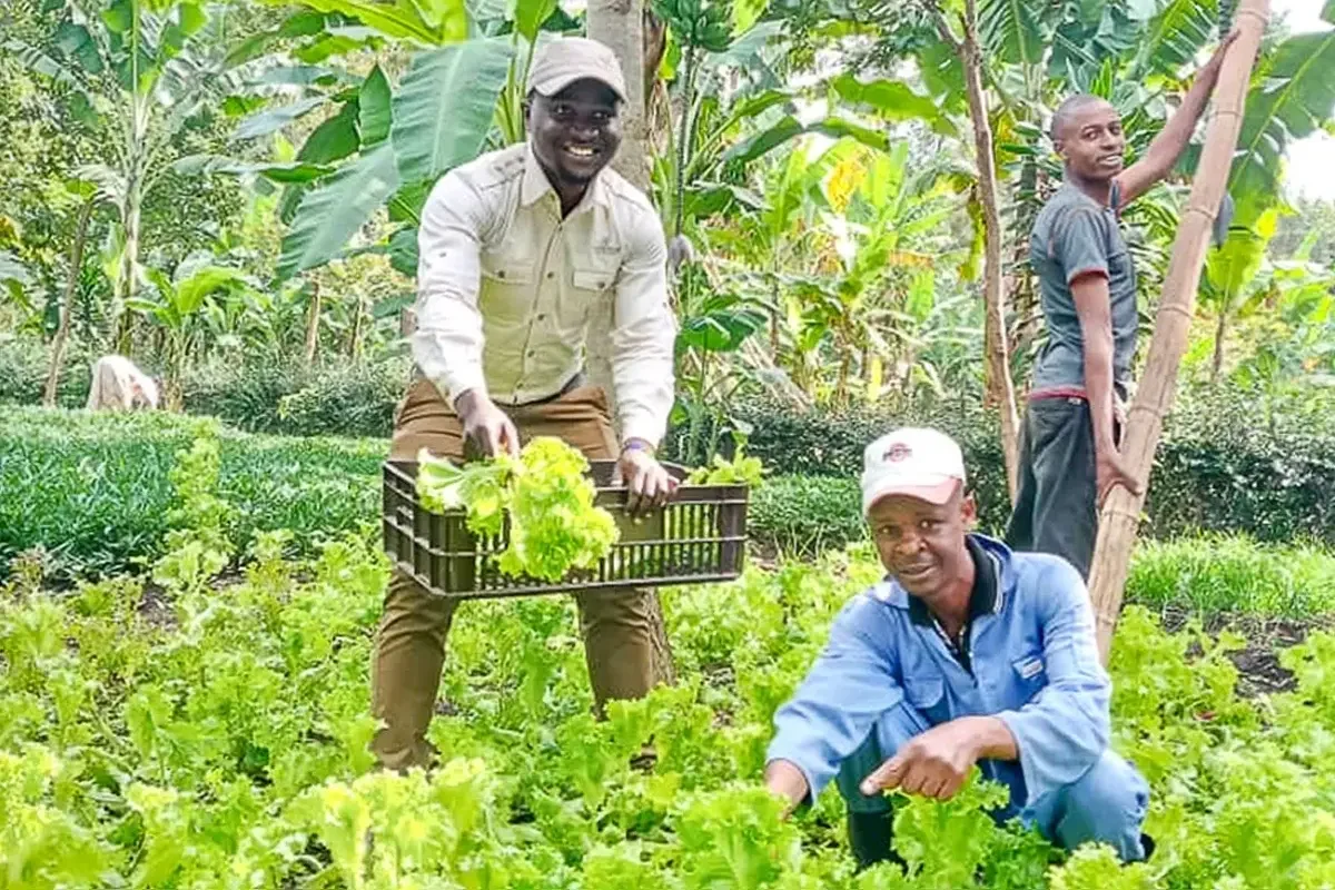 Staff harvesting lettuce in the camp garden