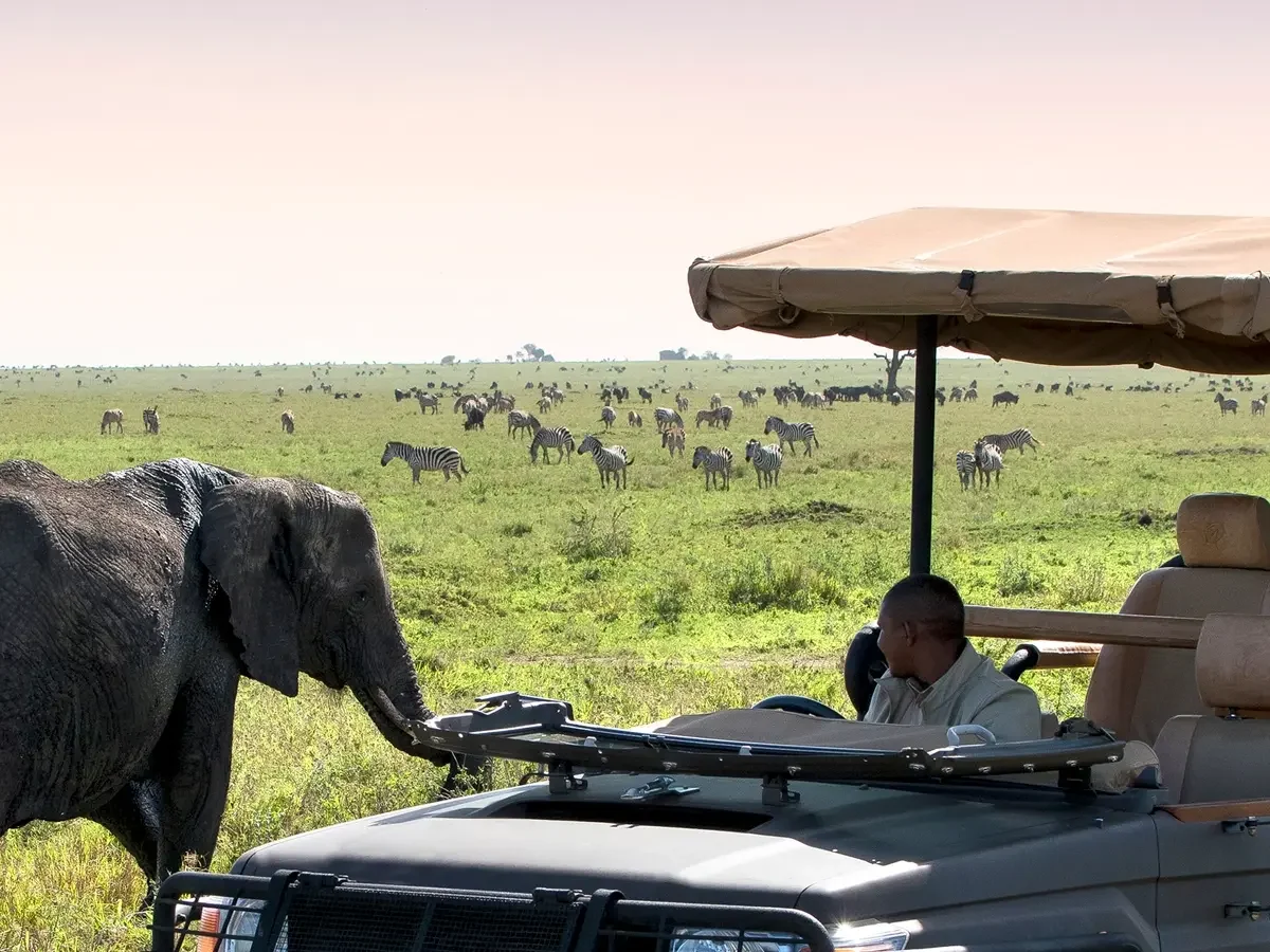 An elephant beside a safari vehicle, with zebra beyond