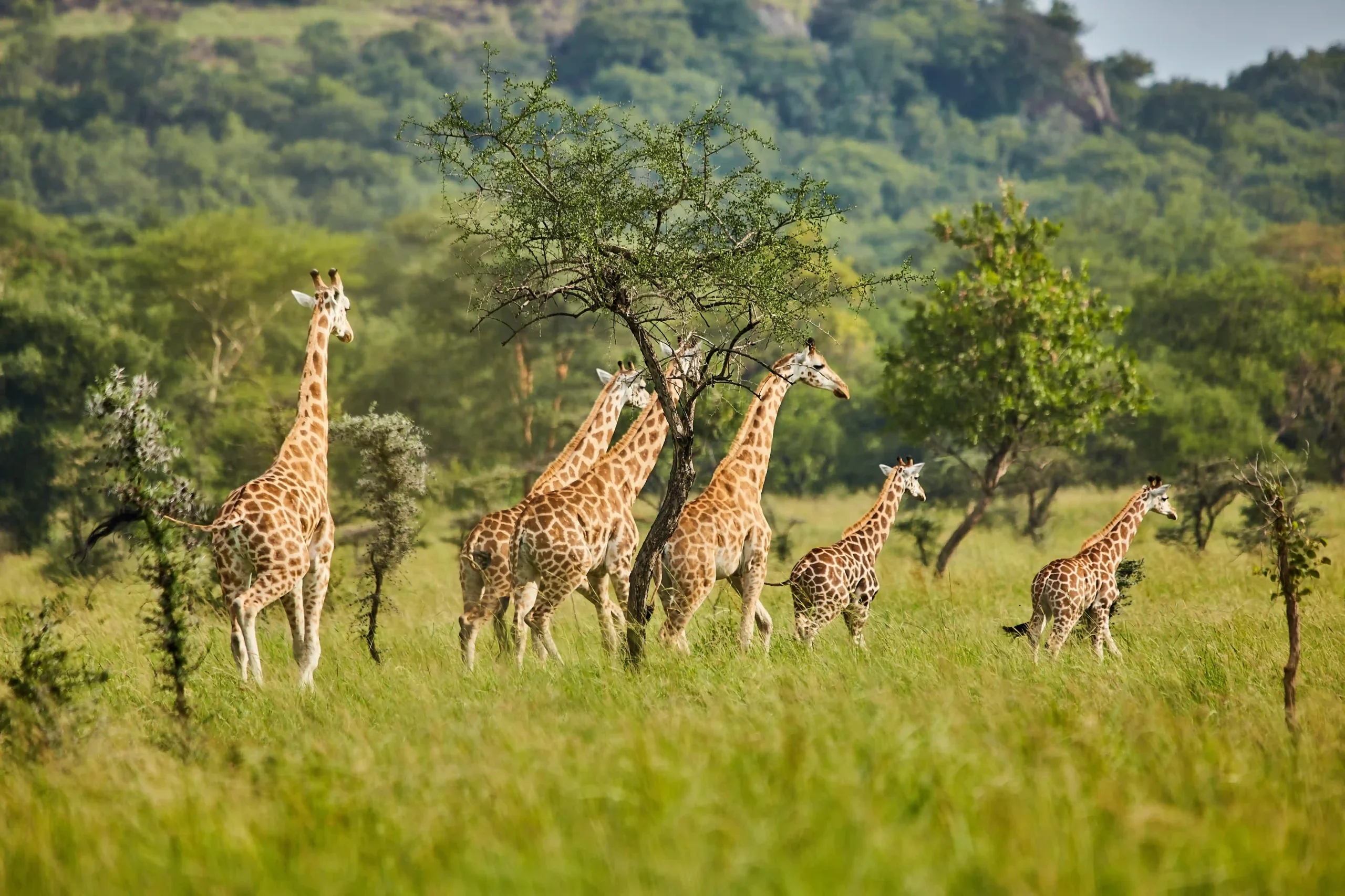 Giraffe walking through the green woodland