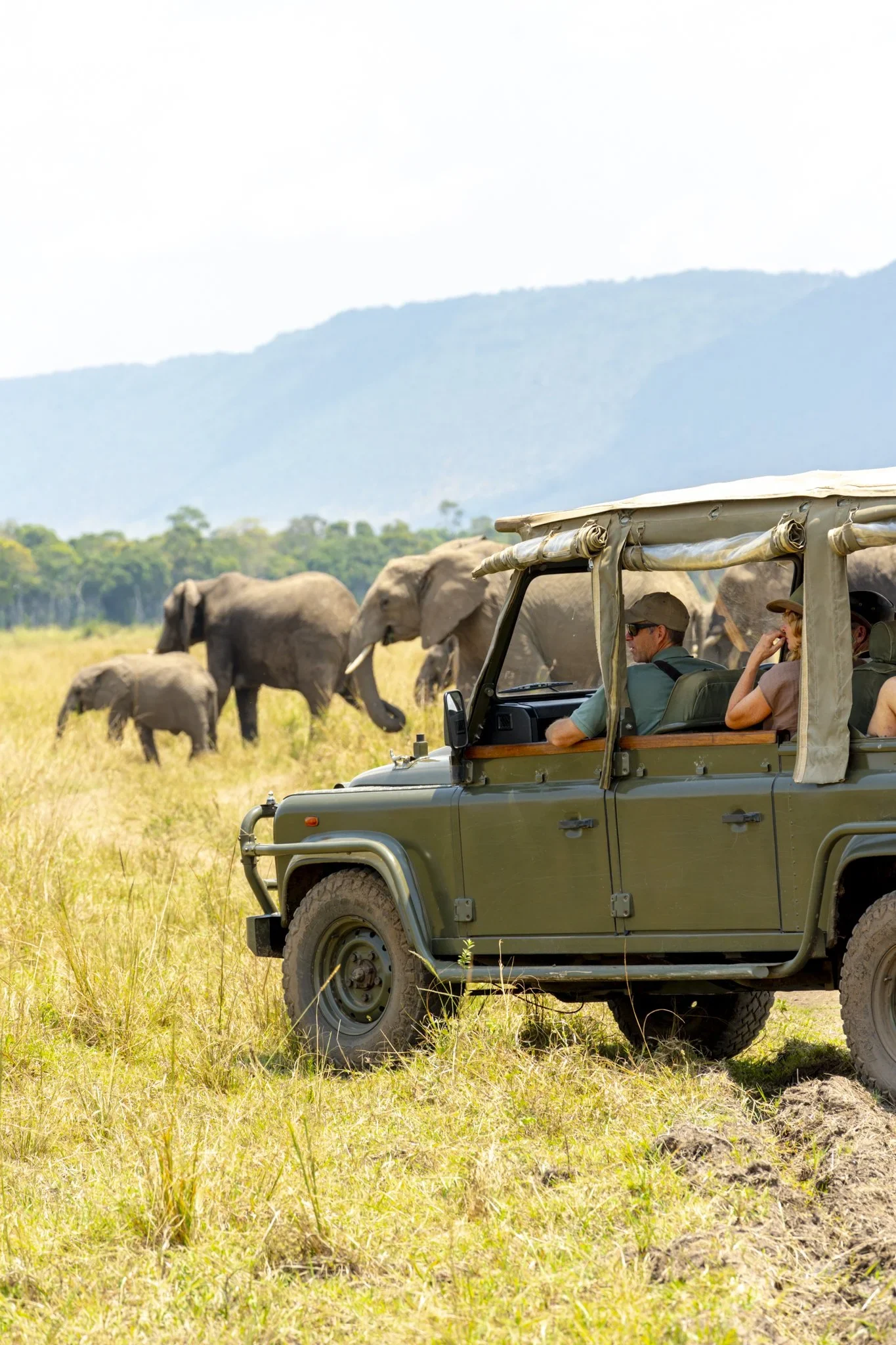 Guests in an open vehicle beside elephants