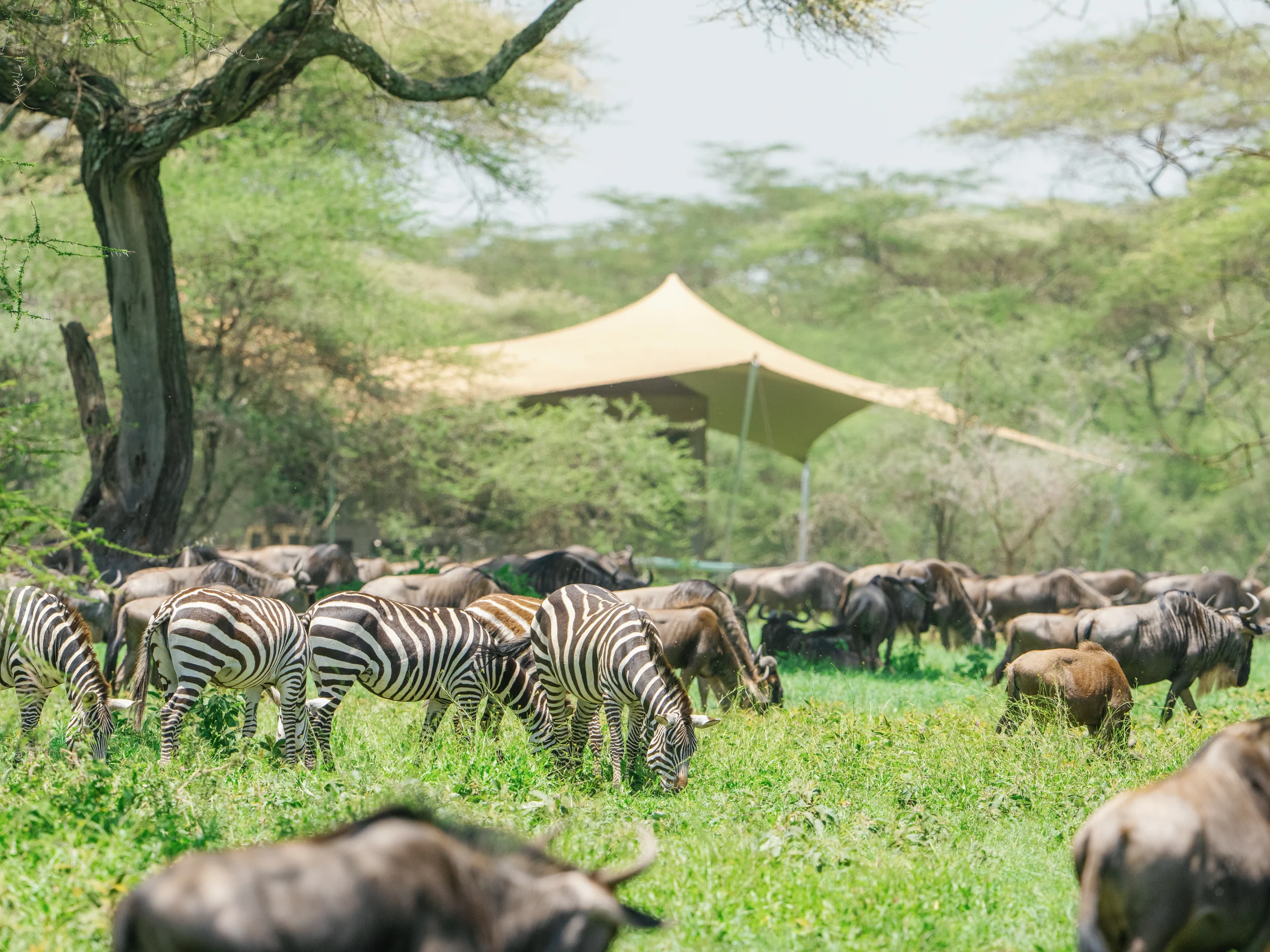 Zebra and wildebeest grazing in front of a tent