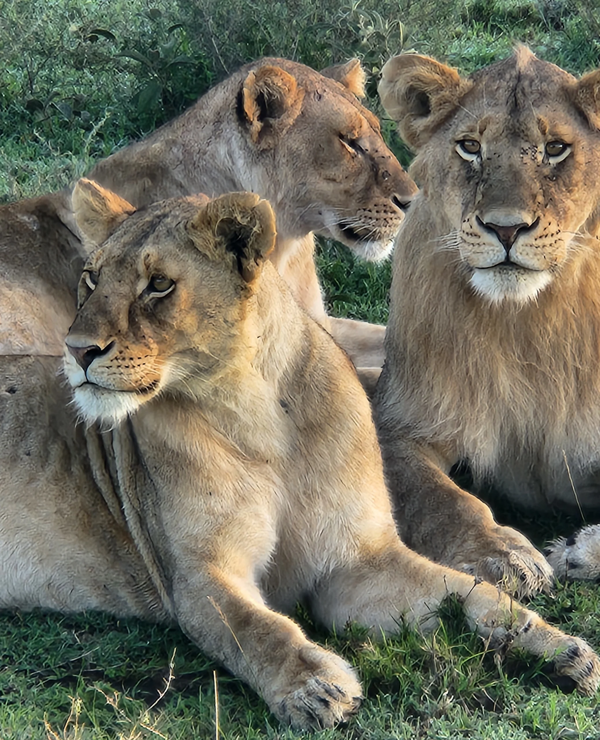 Two lion resting in the grass