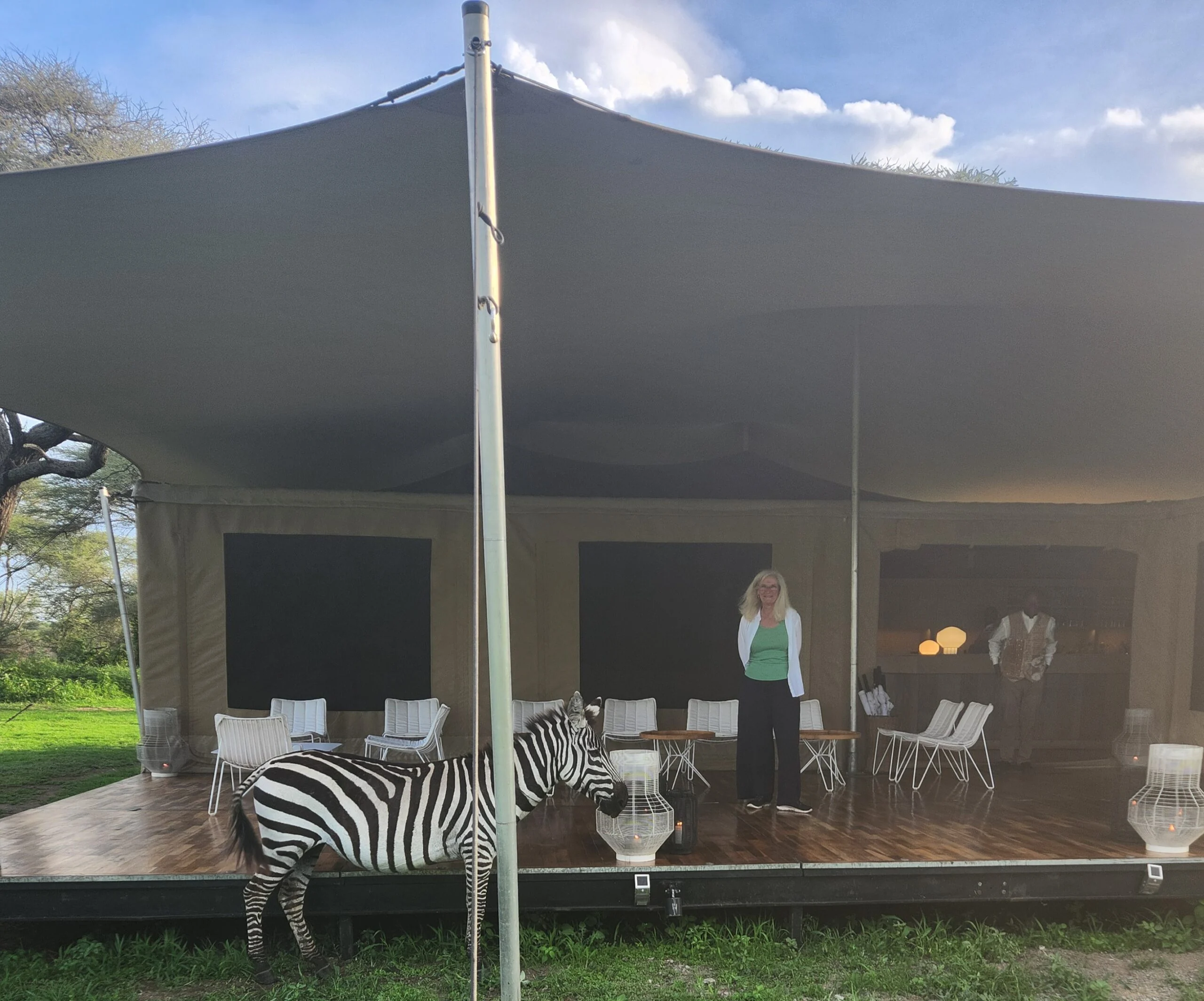 Zebra passing in front of a guest tent
