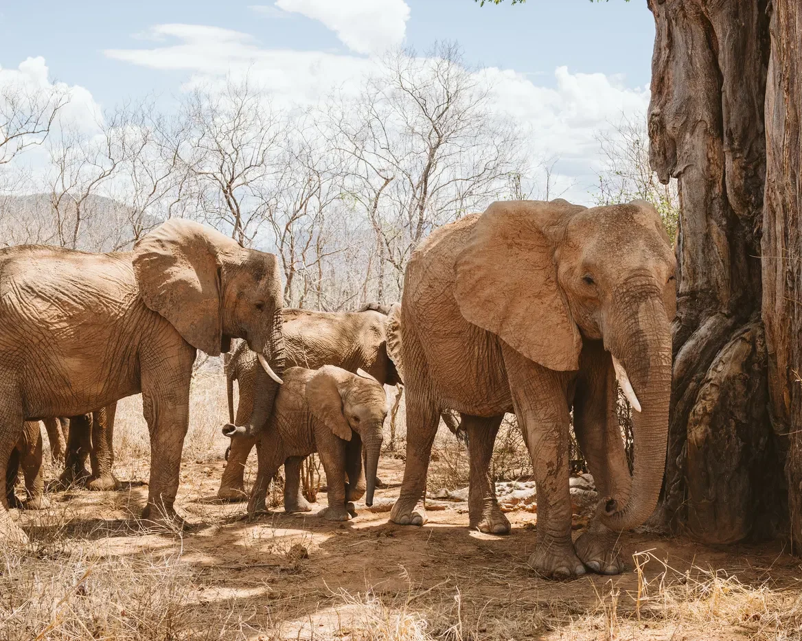 A family herd of elephant beside a baobab