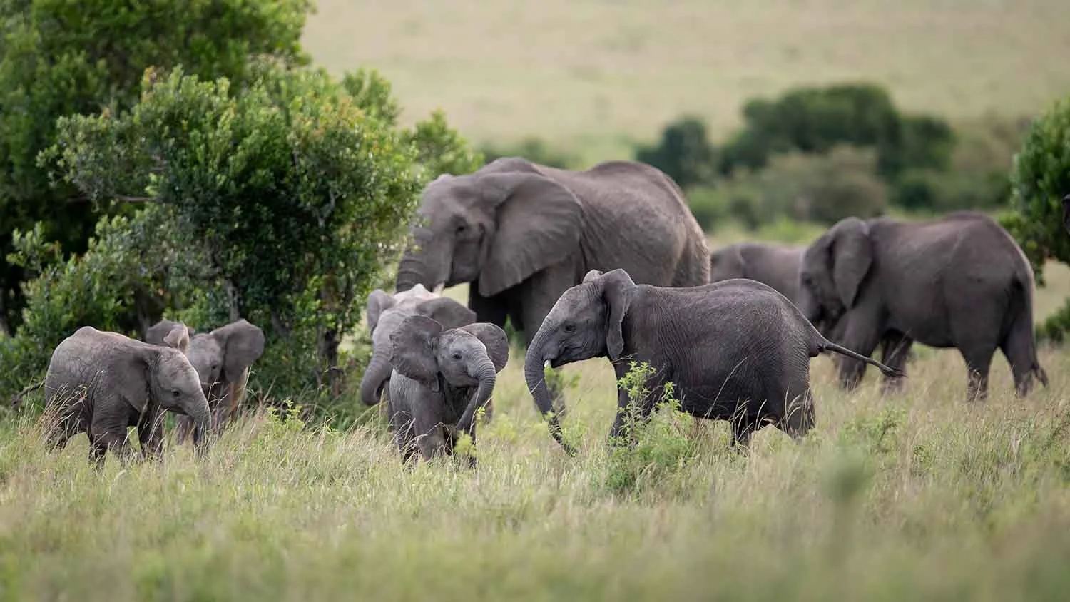An elephant herd at the edge of the trees