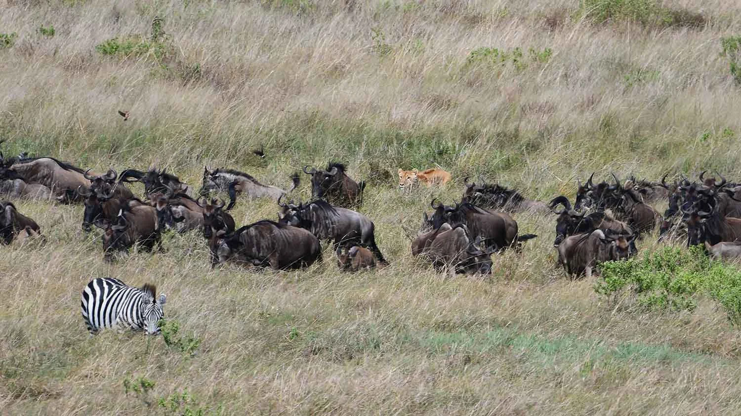 Wildebeest and zebra on the move