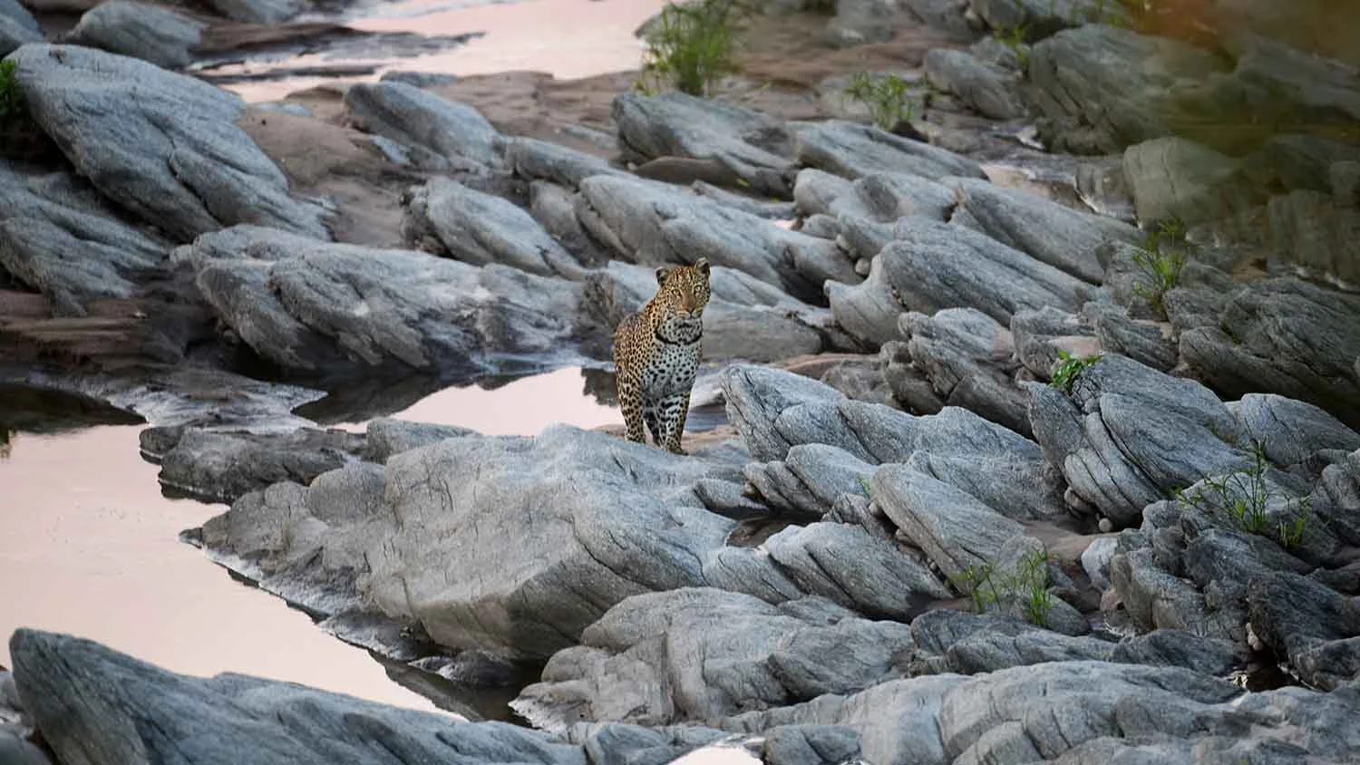 A leopard on the rocks