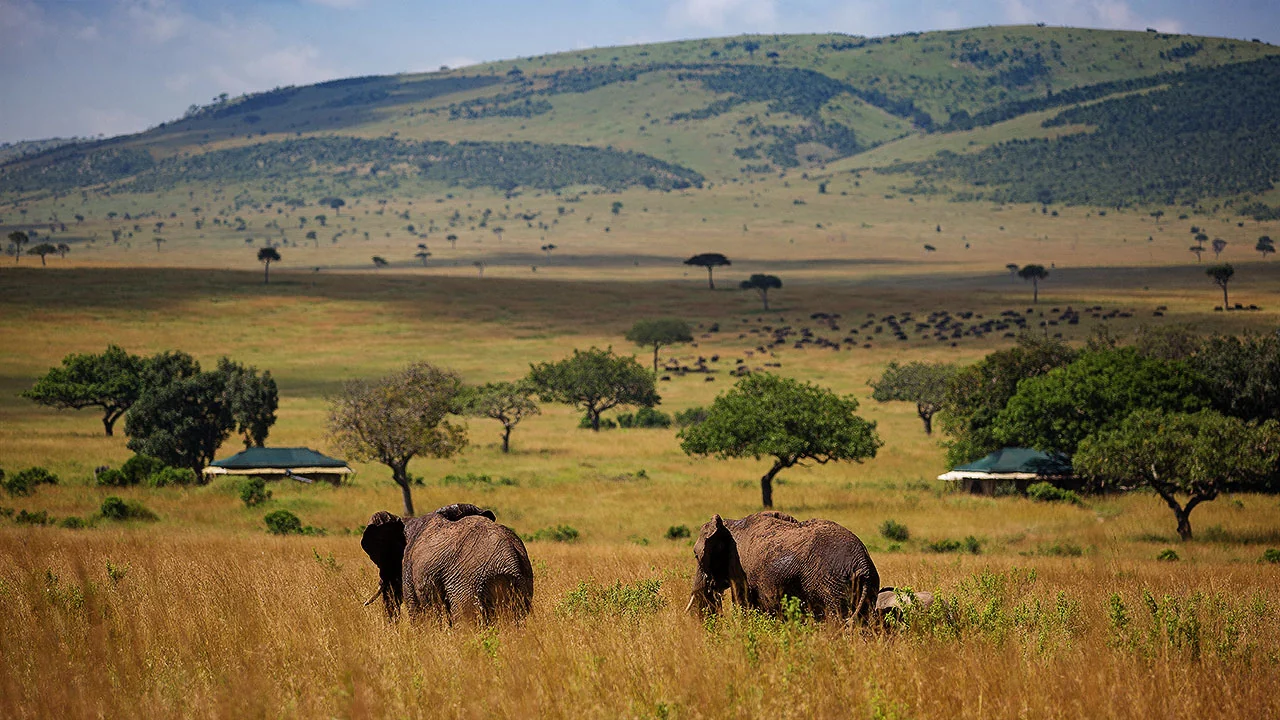 Elephants on the plains below the escarpment