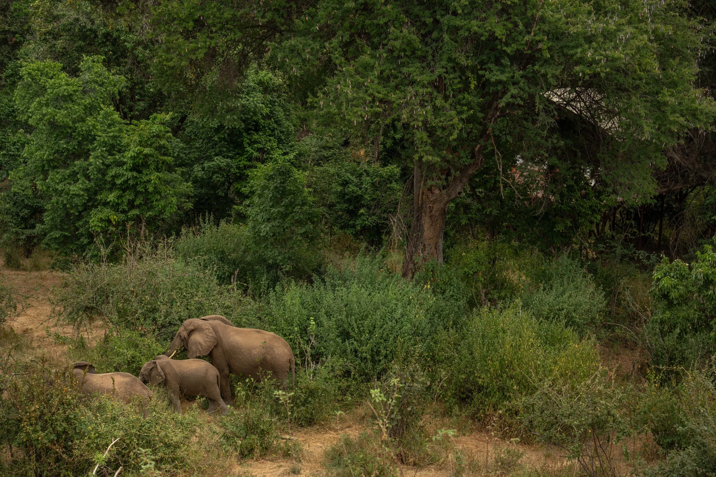 Elephants in the bush outside the tree houses