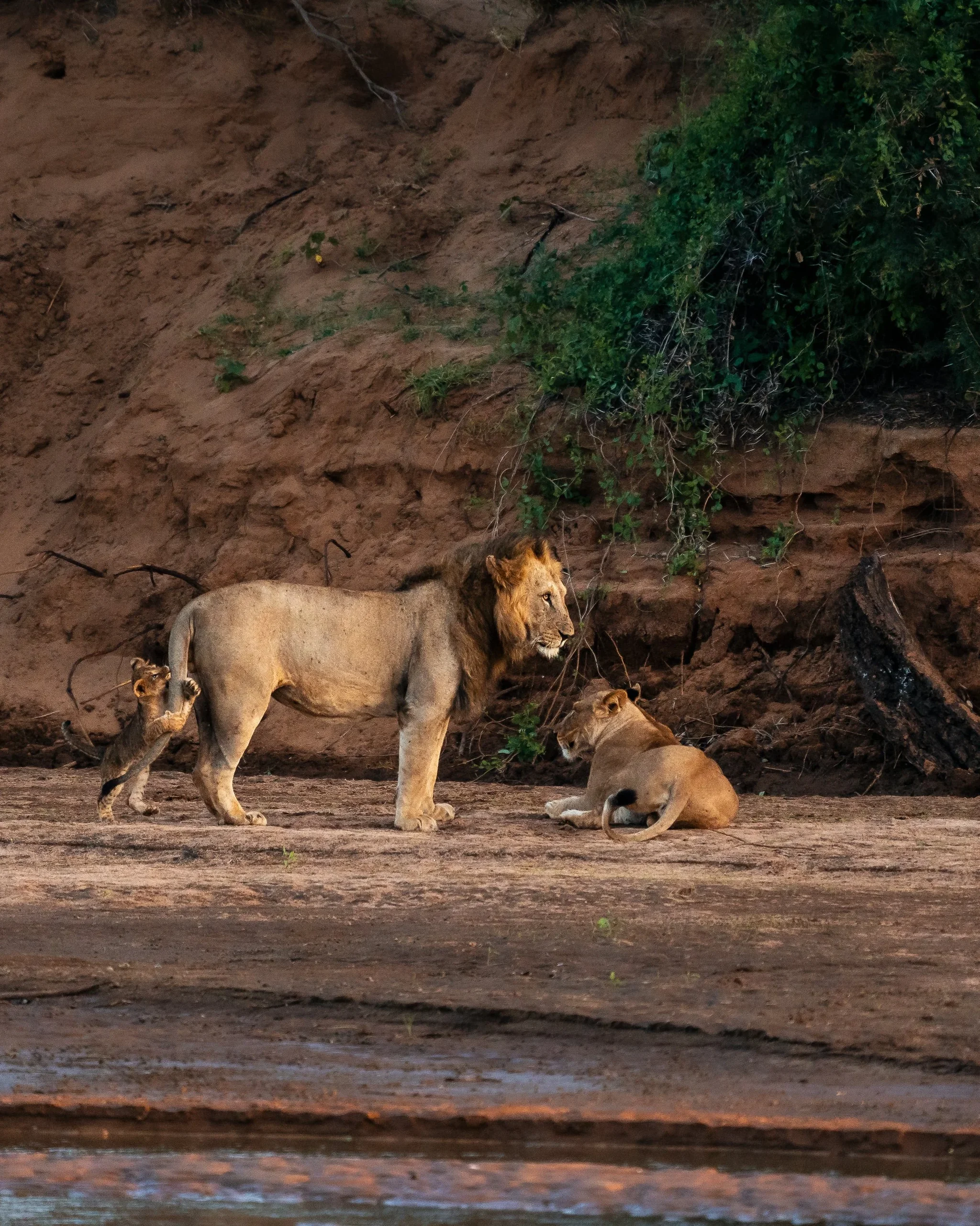 A lion and lioness at the foot of a bank