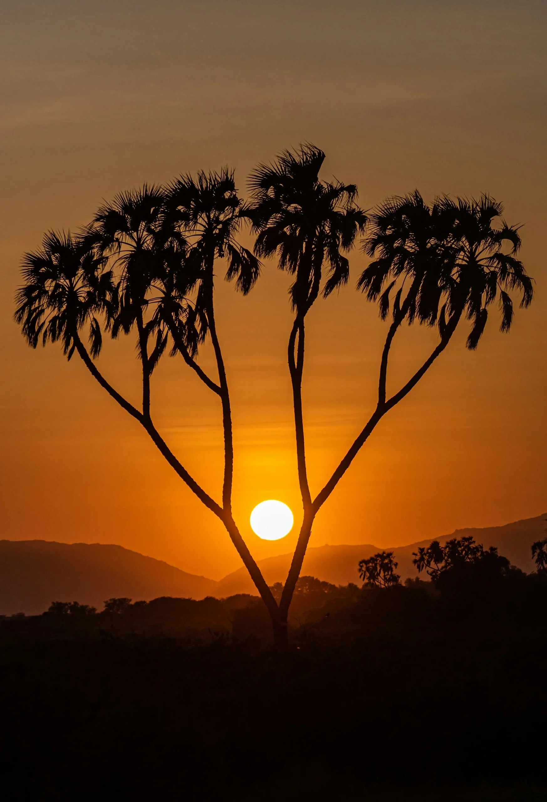 A doum palm at sunset