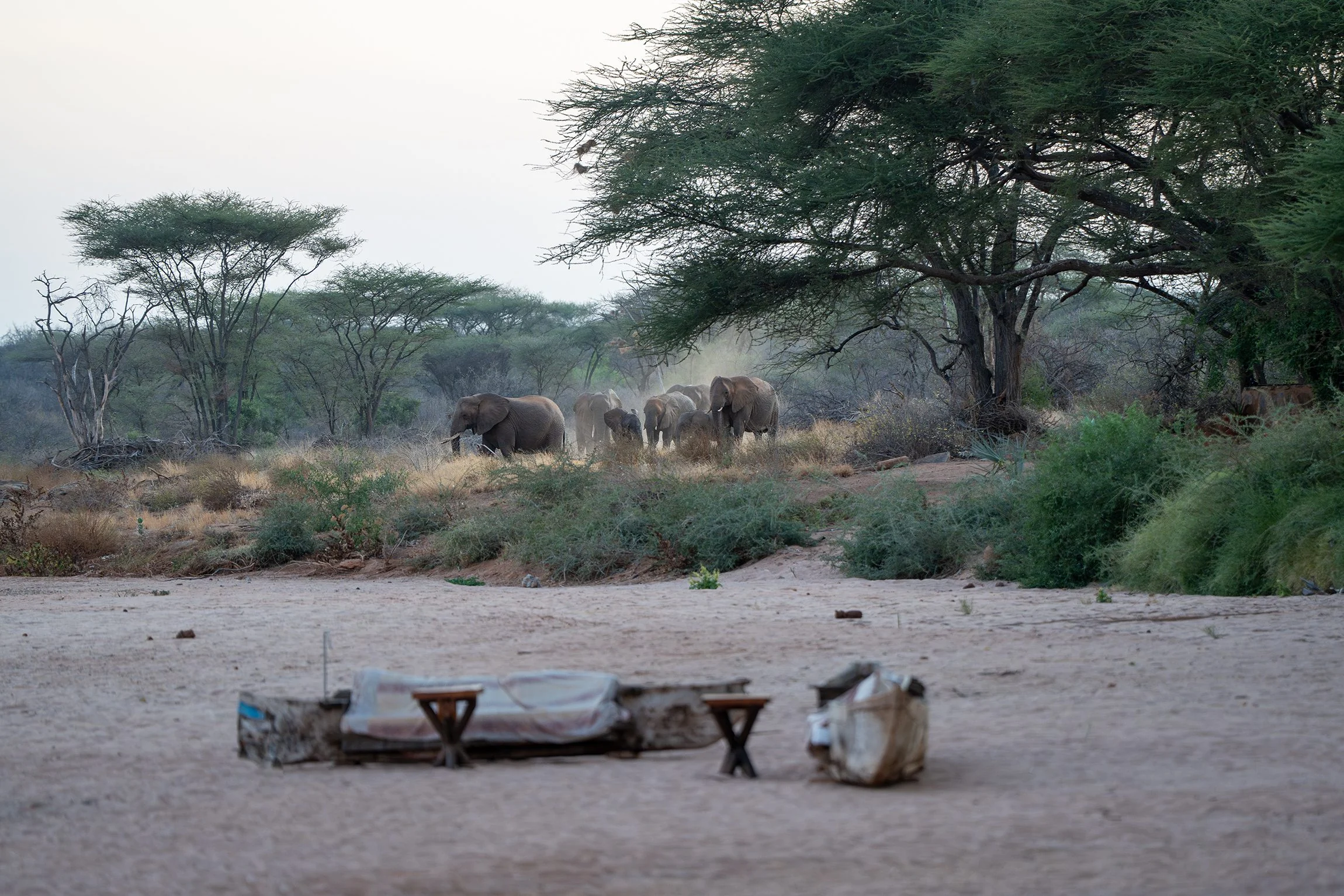 Elephants passing the daybeds on the riverbed