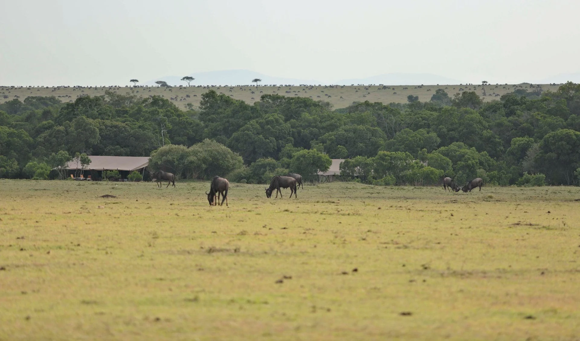 Wildebeest on the plains beyond the camp