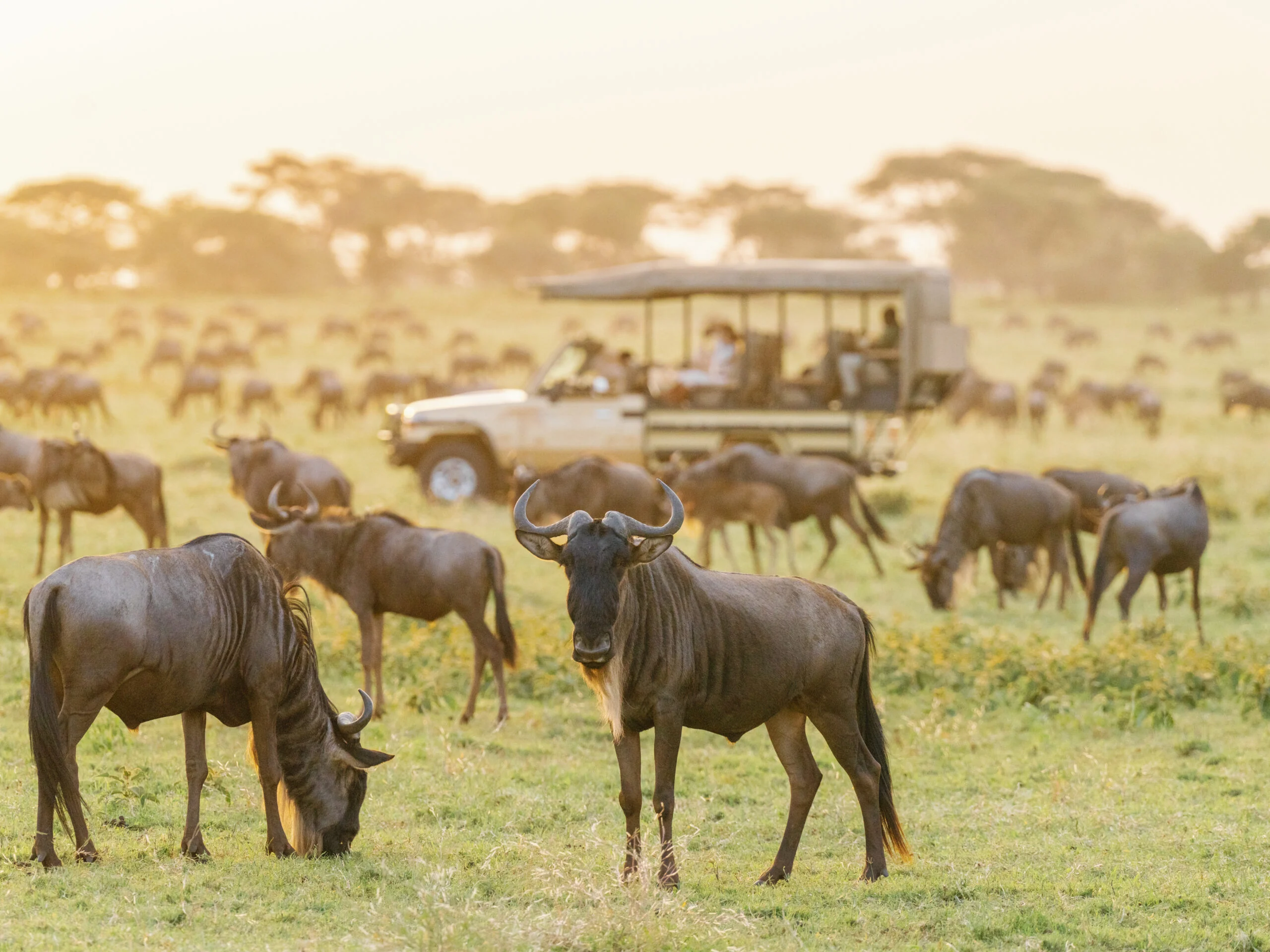 Wildebeest grazing near a safari vehicle