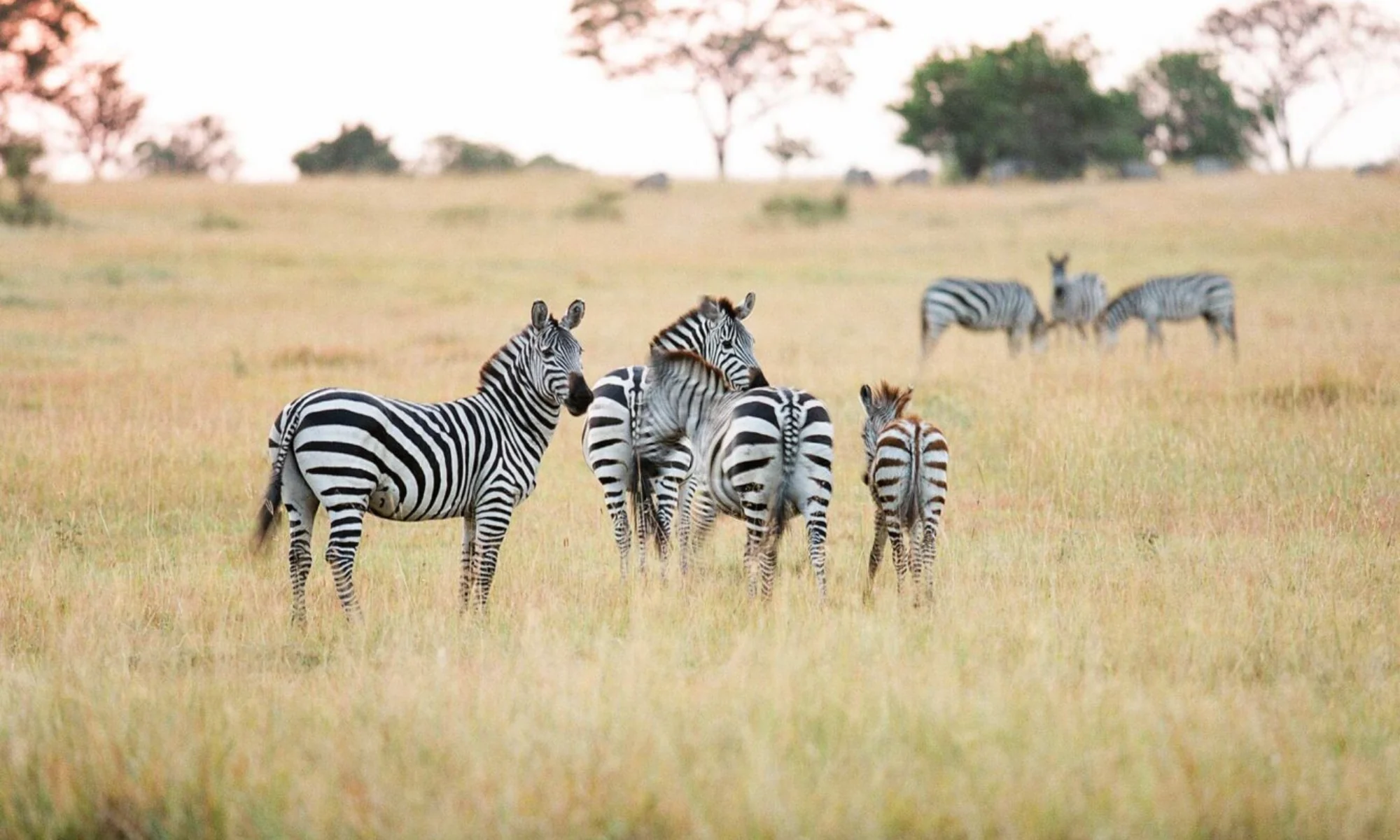 Zebra on the plains