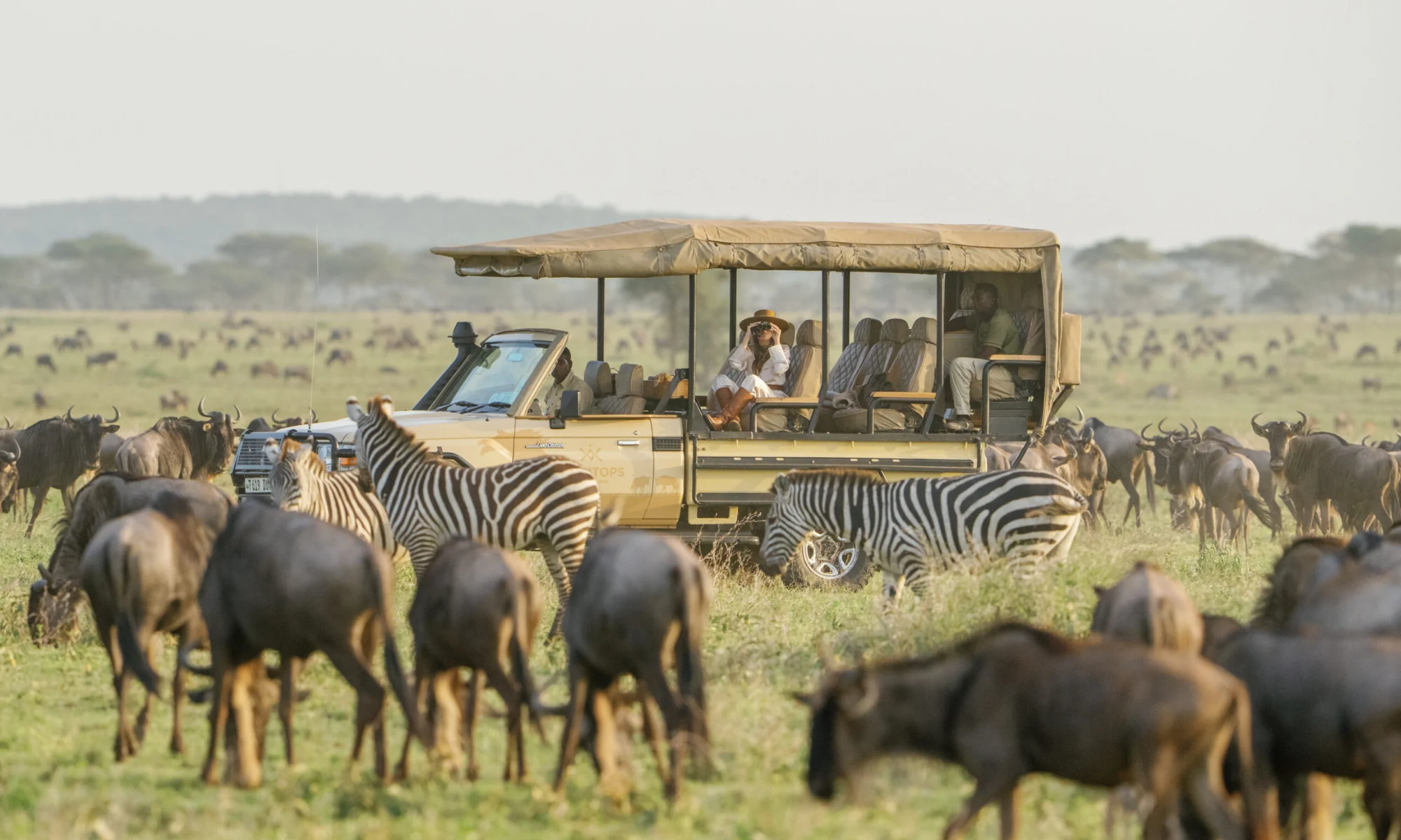 A safari vehicle among wildebeest and zebra