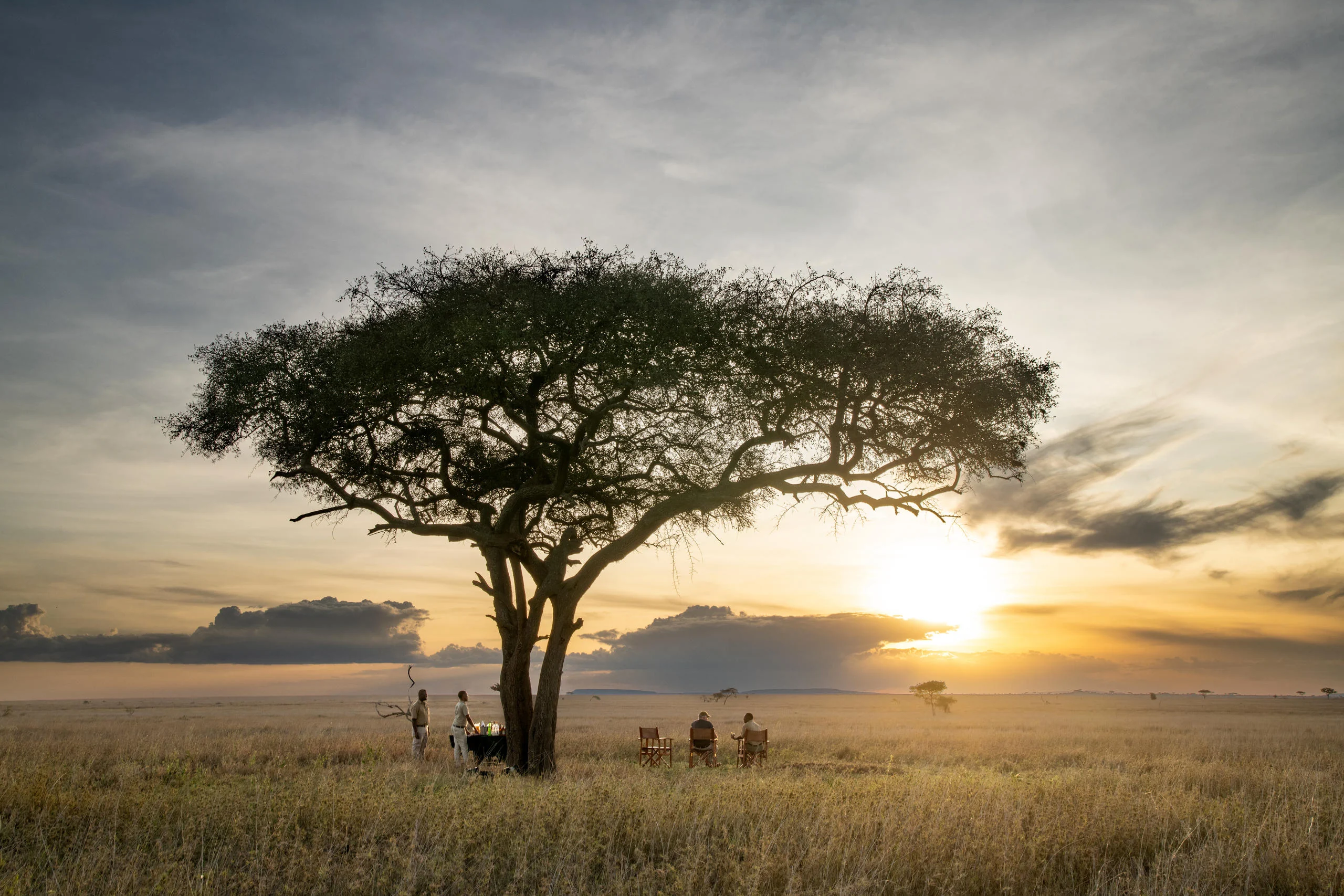 Guests beneath an acacia at sunset