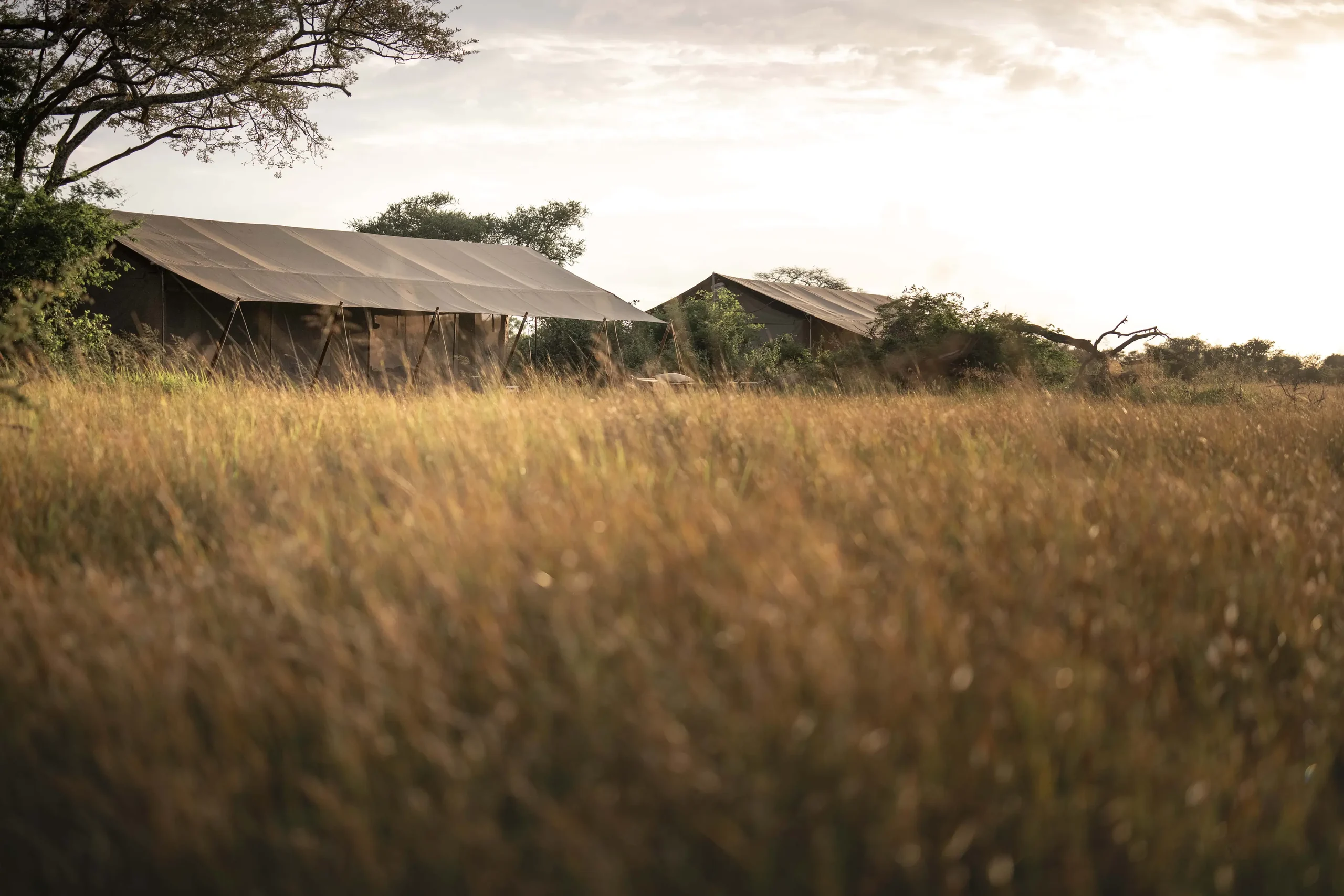 The tents in the long grass beneath a tree
