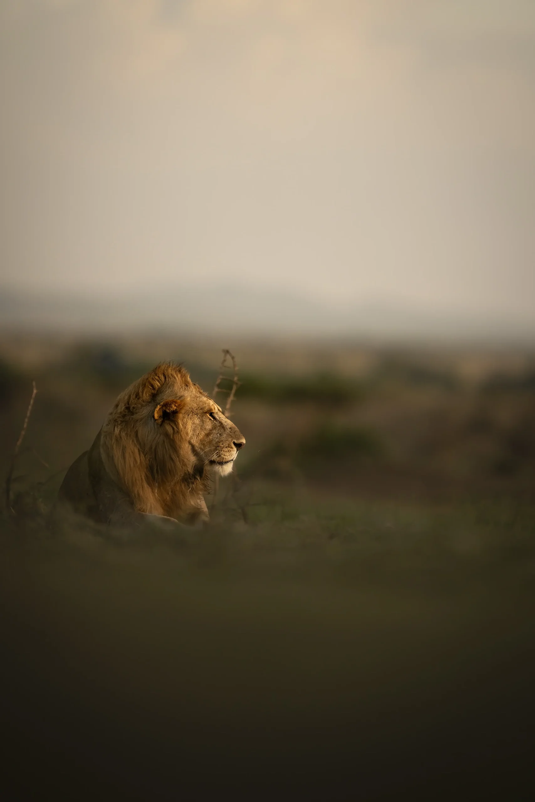 A lion in the grass in the morning haze