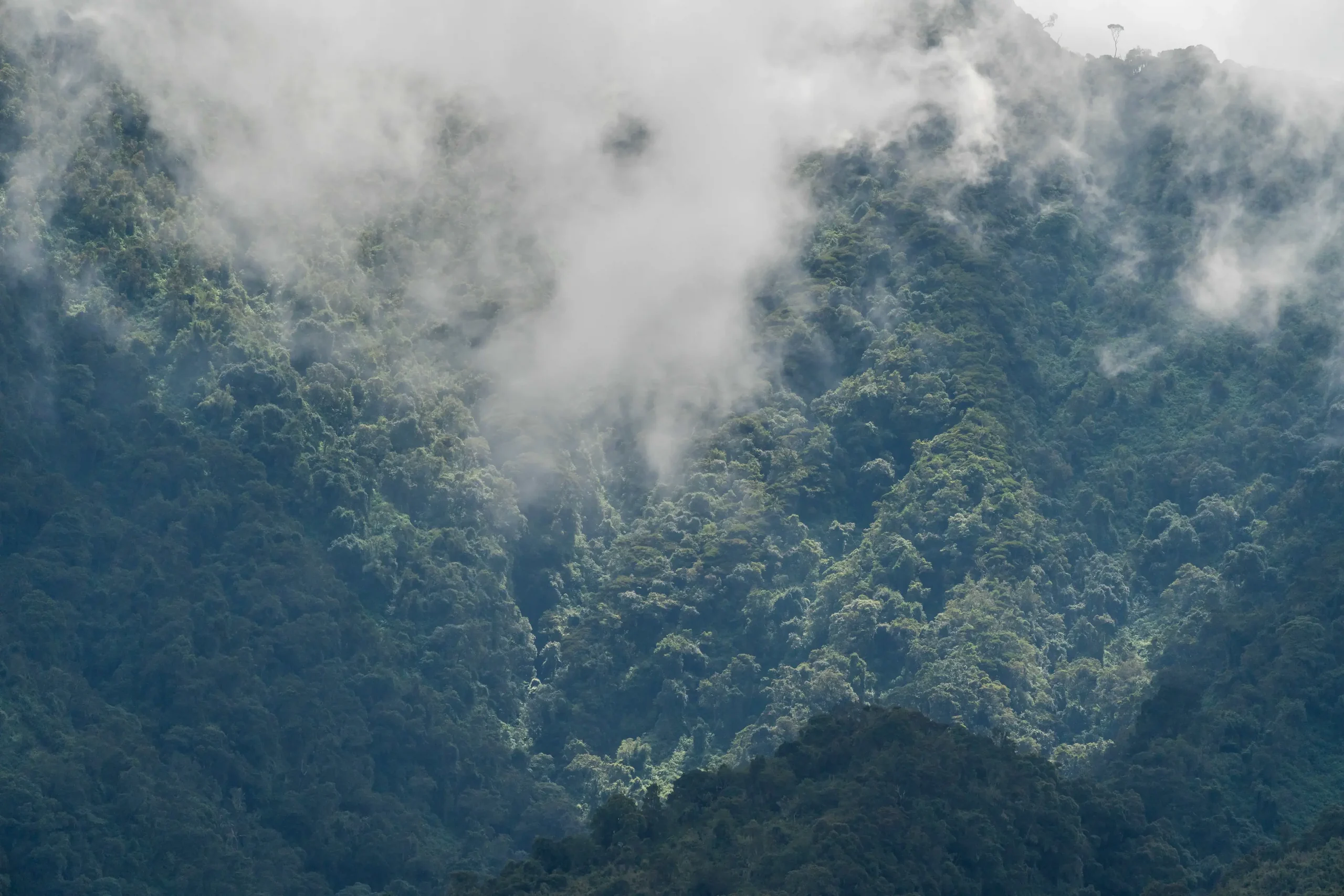Mist over the forested slopes of the volcanoes