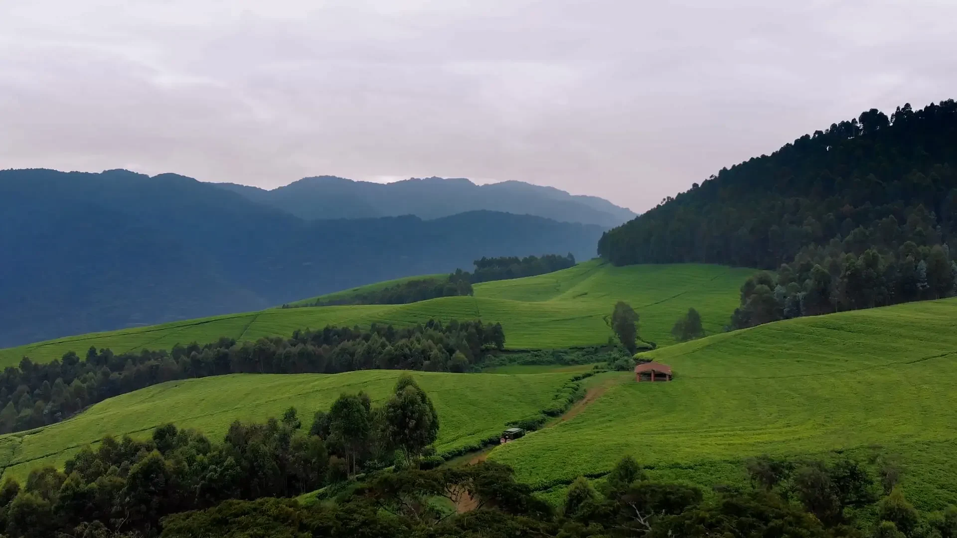 Green fields and forest below the volcanoes