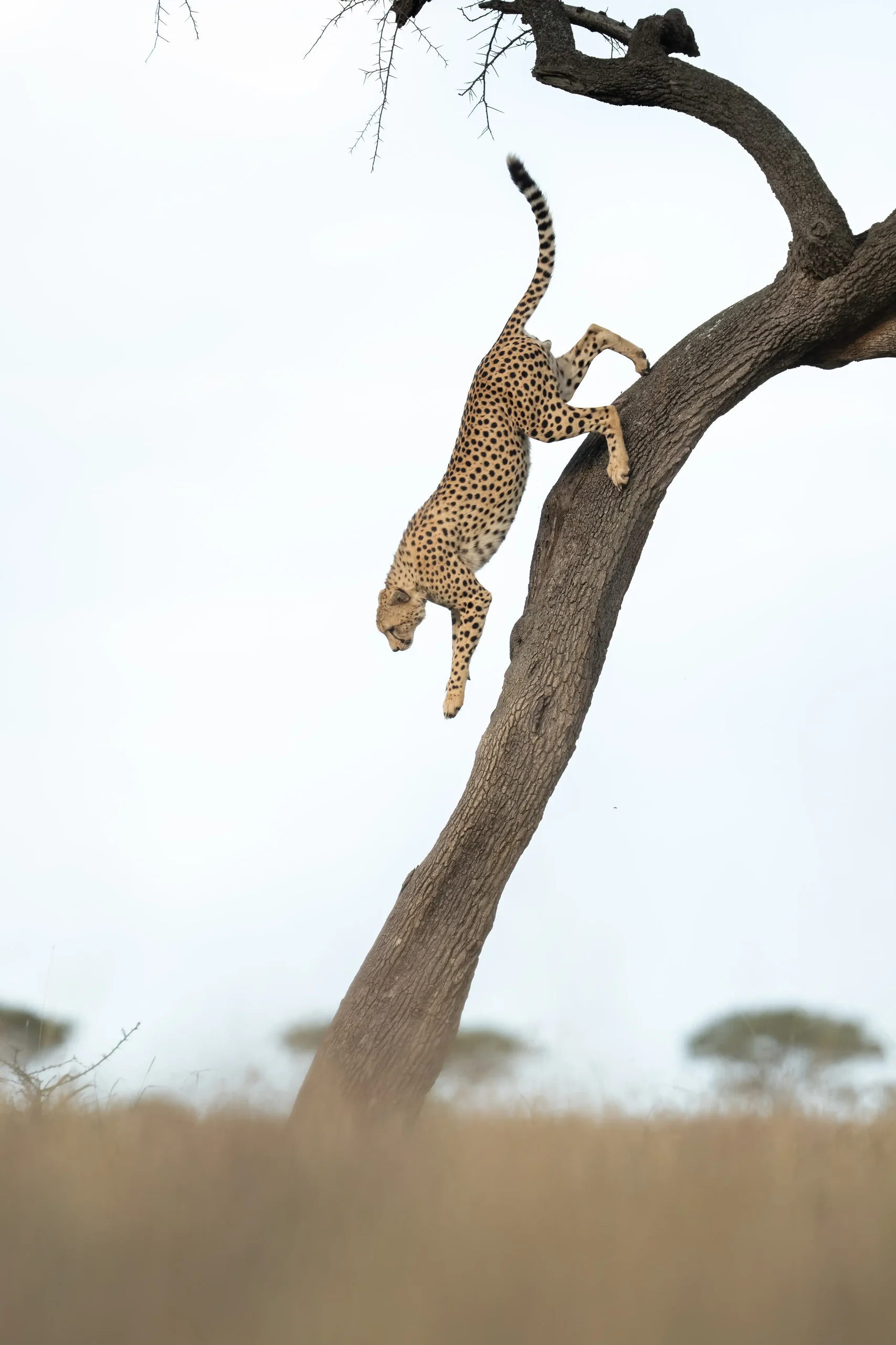 A leopard climbing down a tree