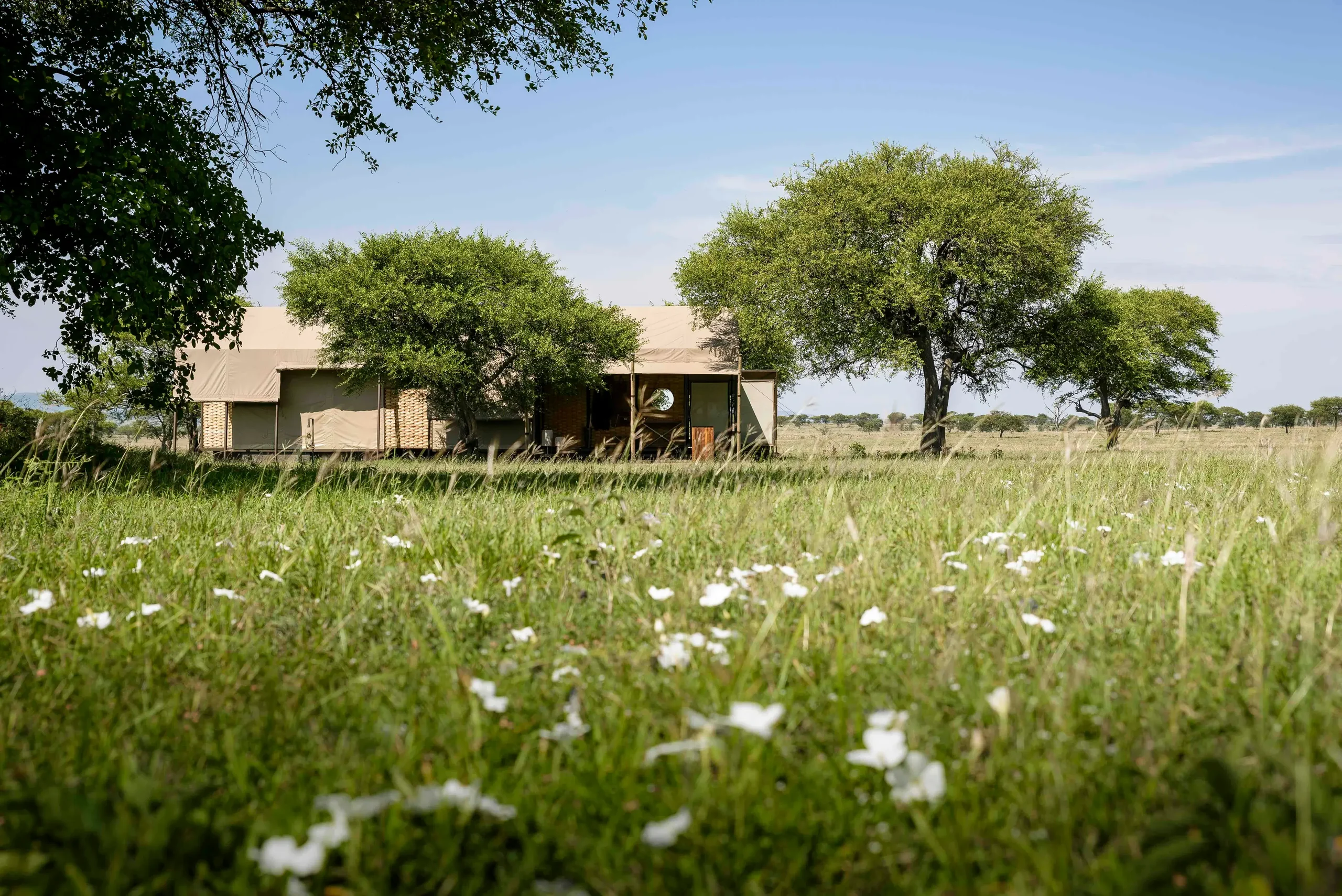 The camp among acacias with flowers in the grass