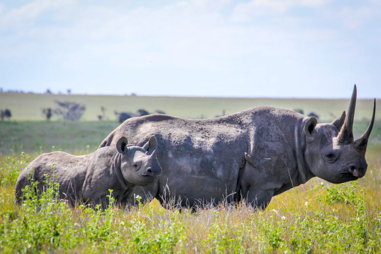A black rhino and calf in the grass