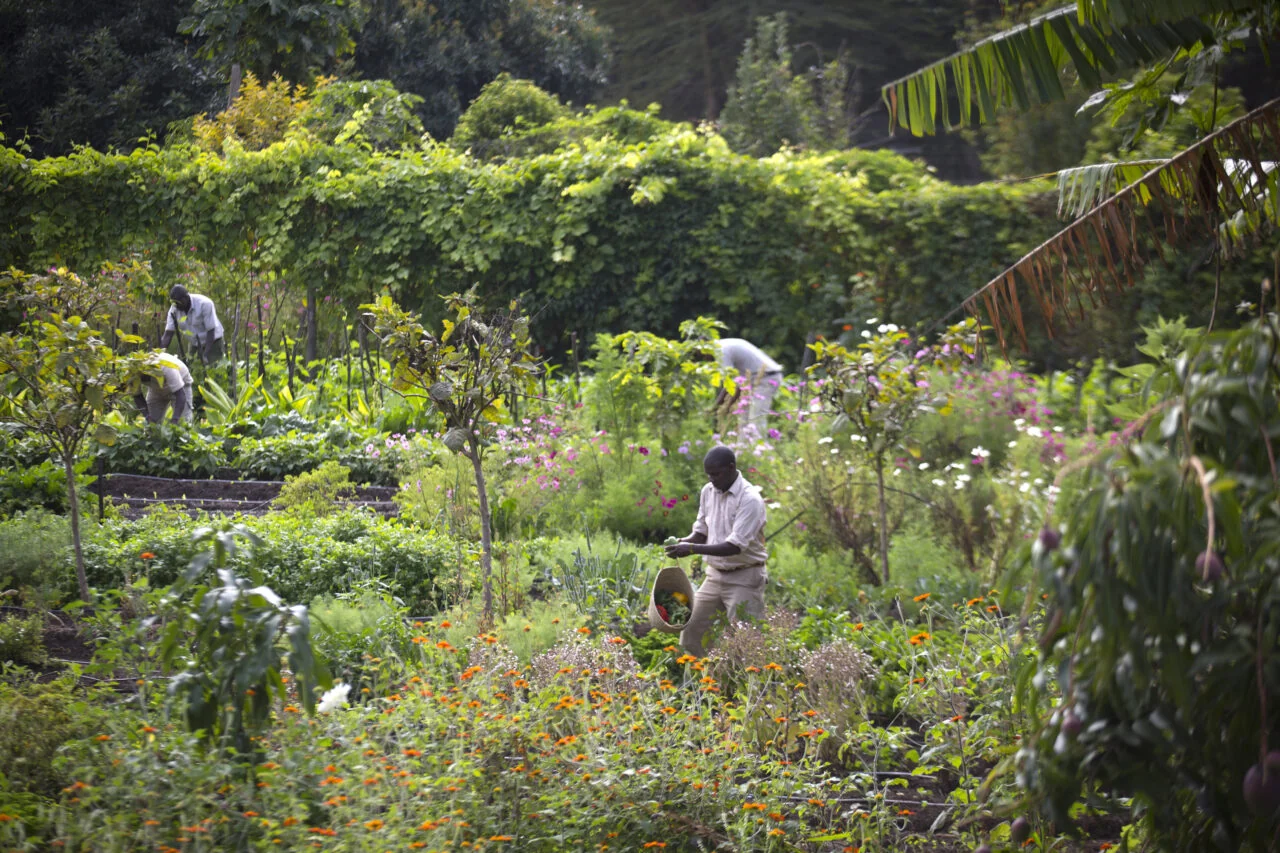 The organic garden