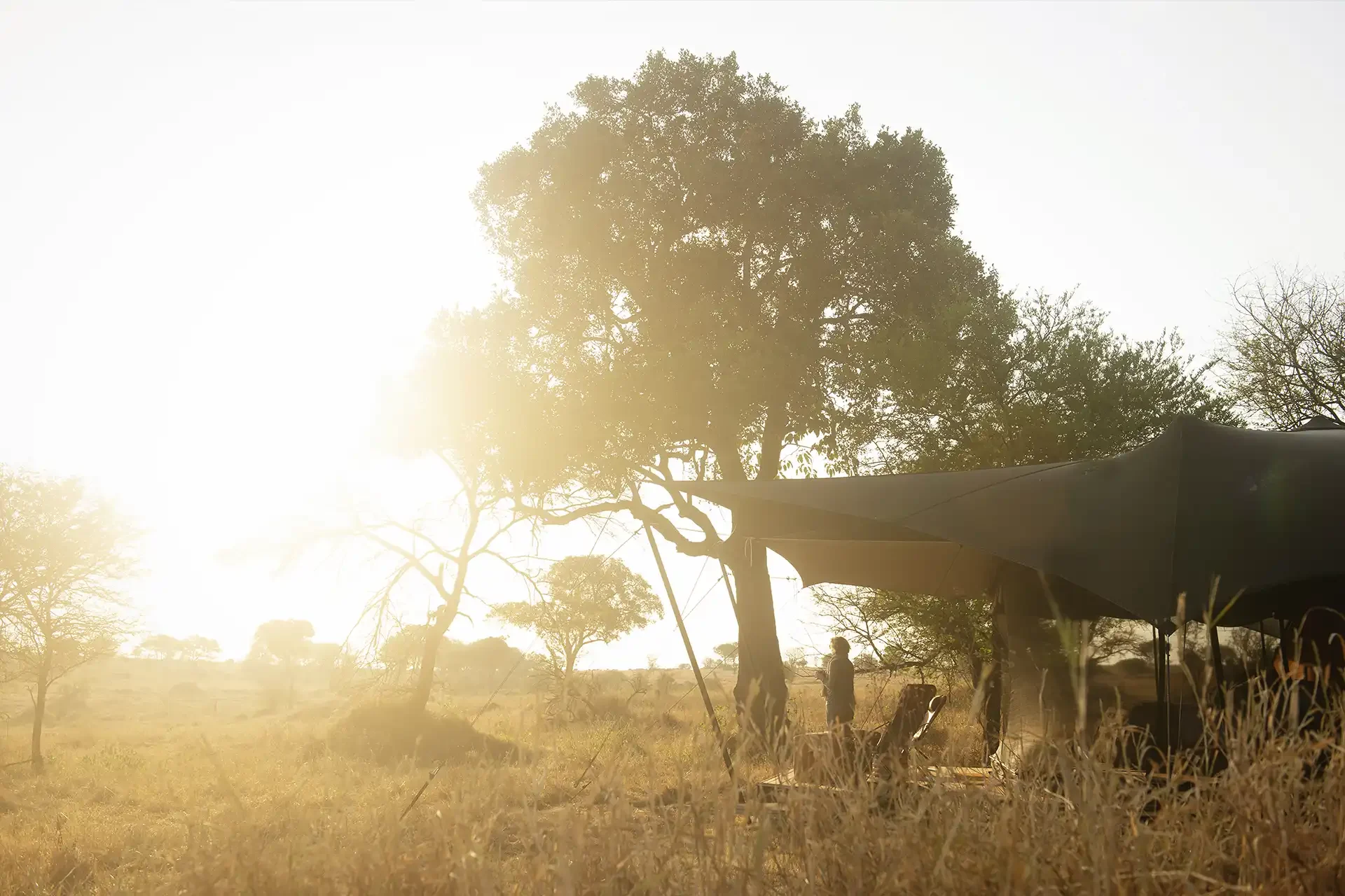 The camp beneath a tree at sunrise