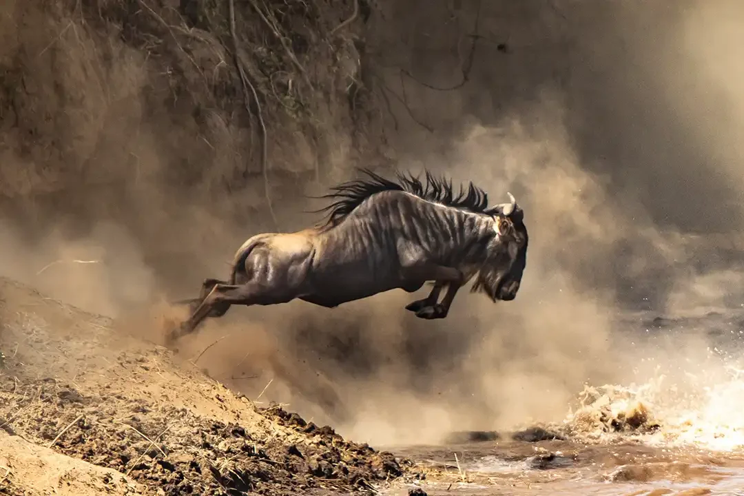 A wildebeest leaping into the river