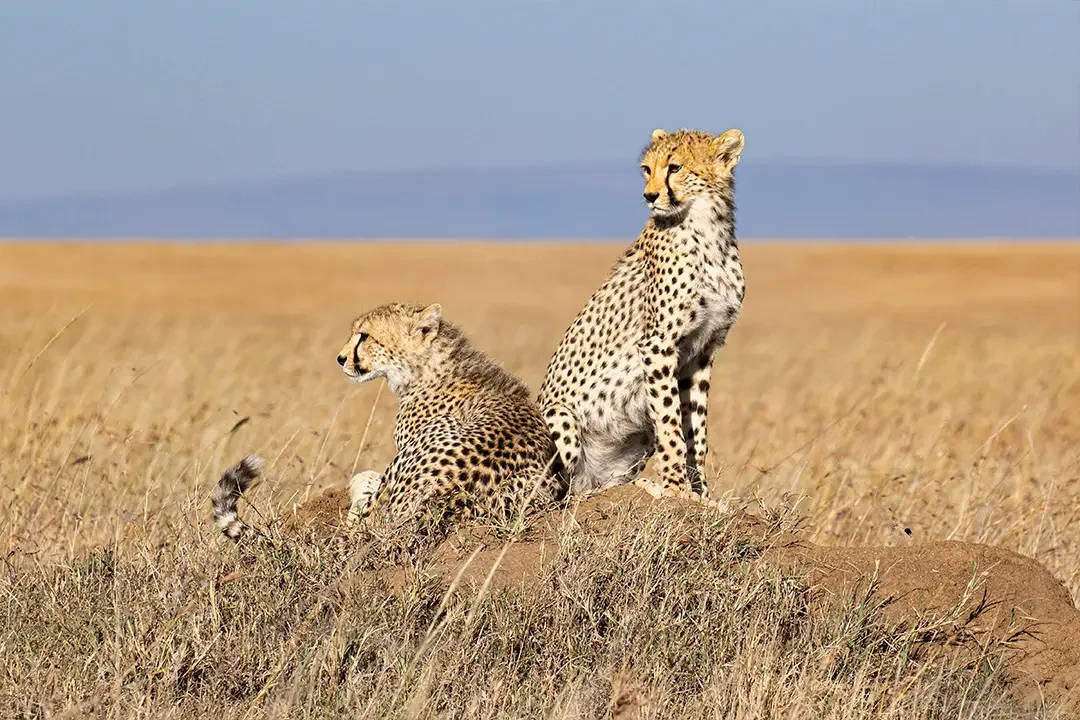 Two cheetah sitting in the grass