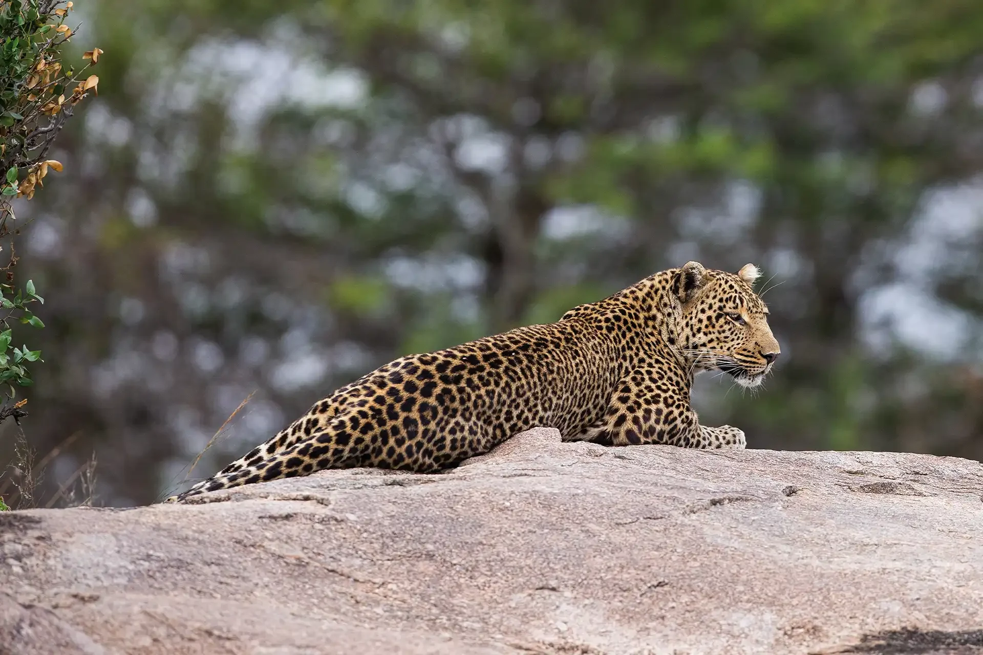 A leopard resting on a rock