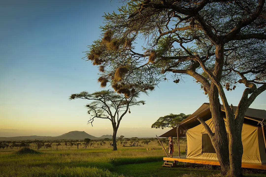 A guest tent beneath an acacia in the evening light