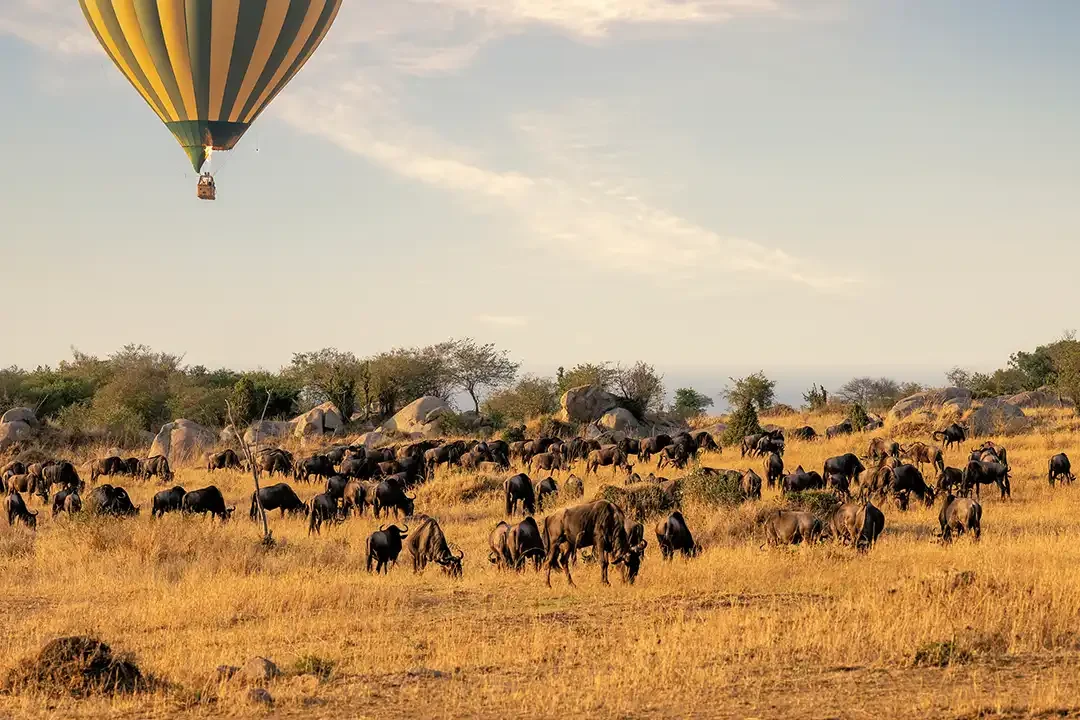 A balloon above wildebeest on the plains