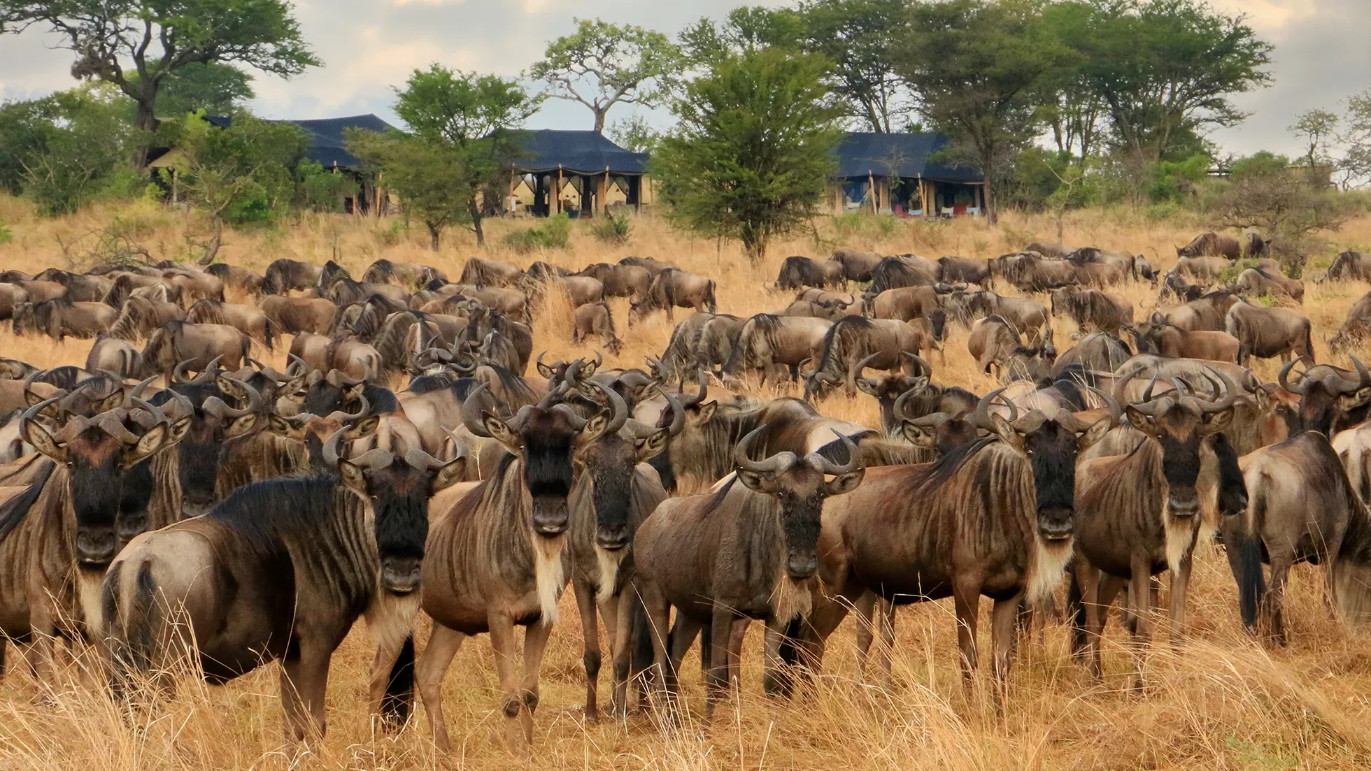 Wildebeest gathered in front of the camp