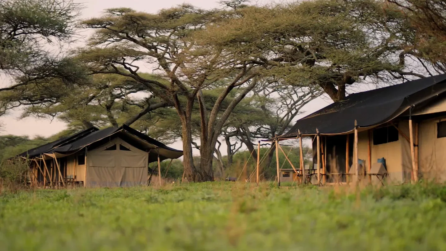 The tents beneath acacias in the grassland