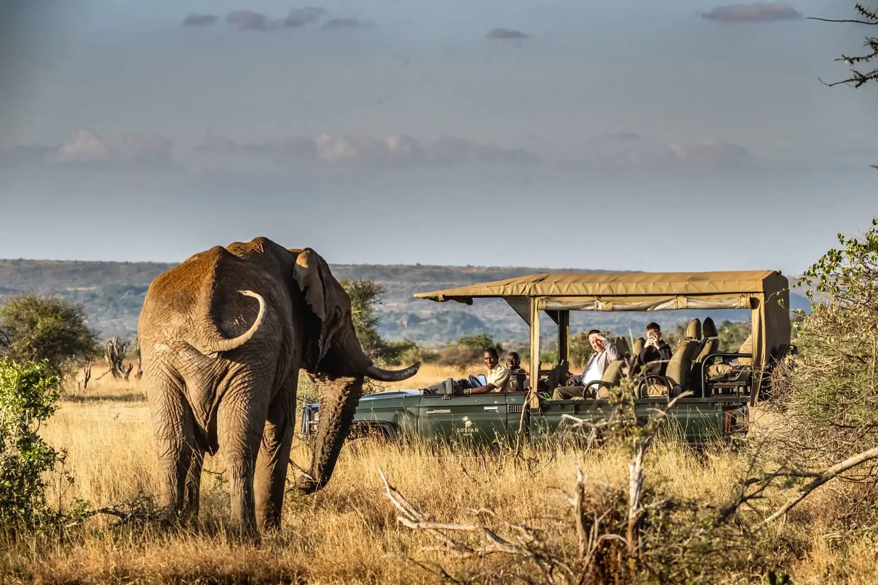 An elephant near the deck at sunset