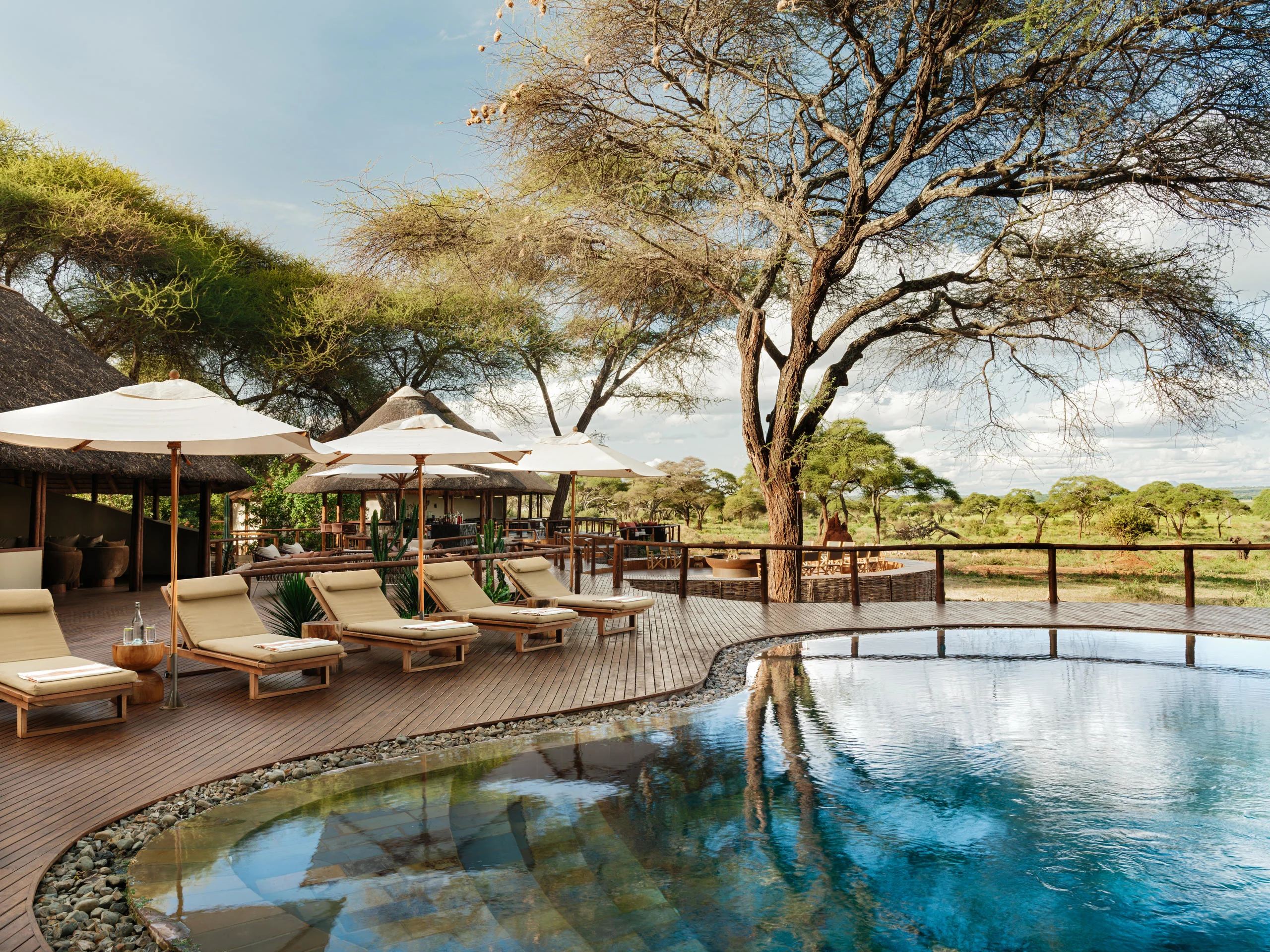 The pool with loungers beneath the acacias