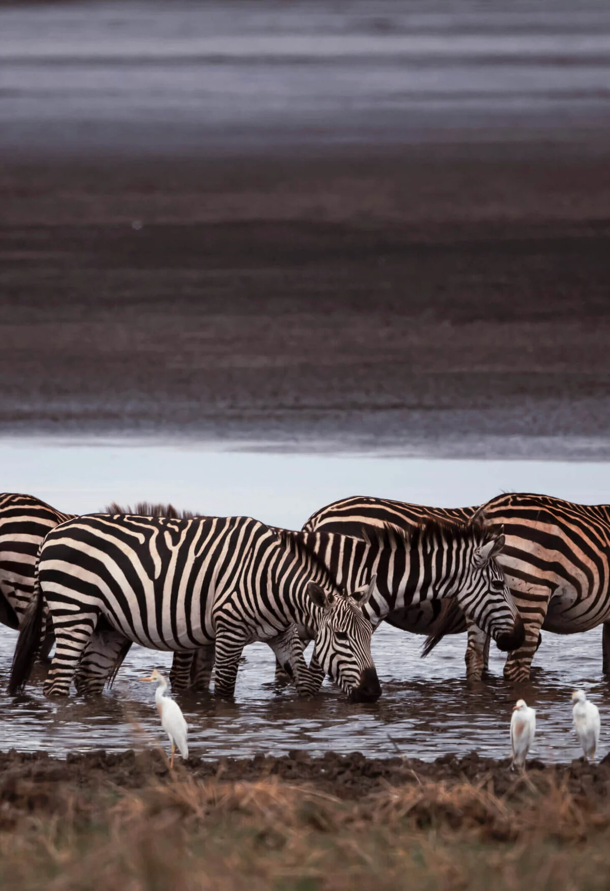 Zebra drinking at a waterhole