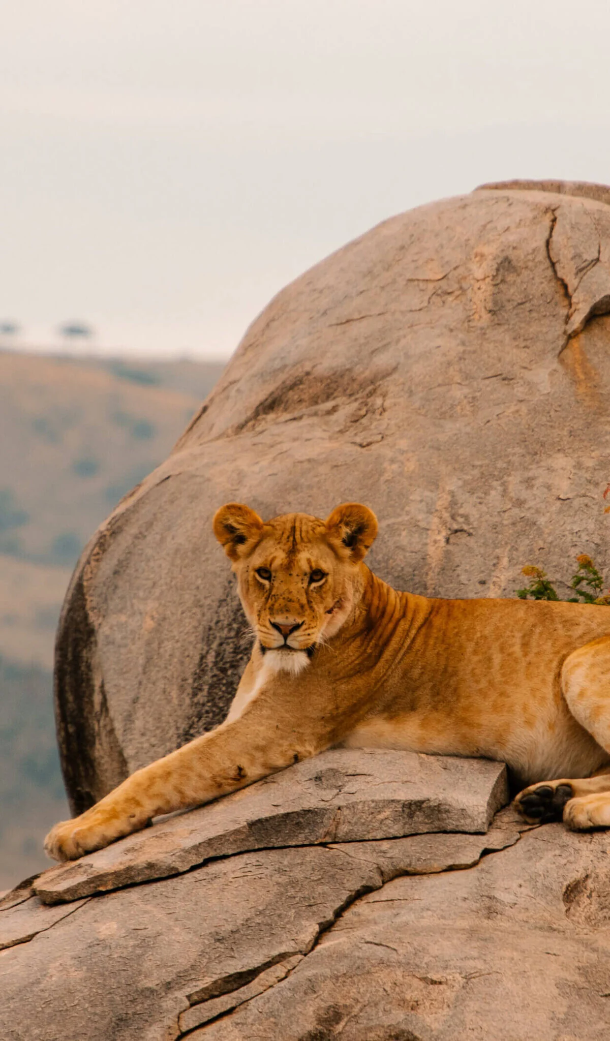 A lioness resting on a rock